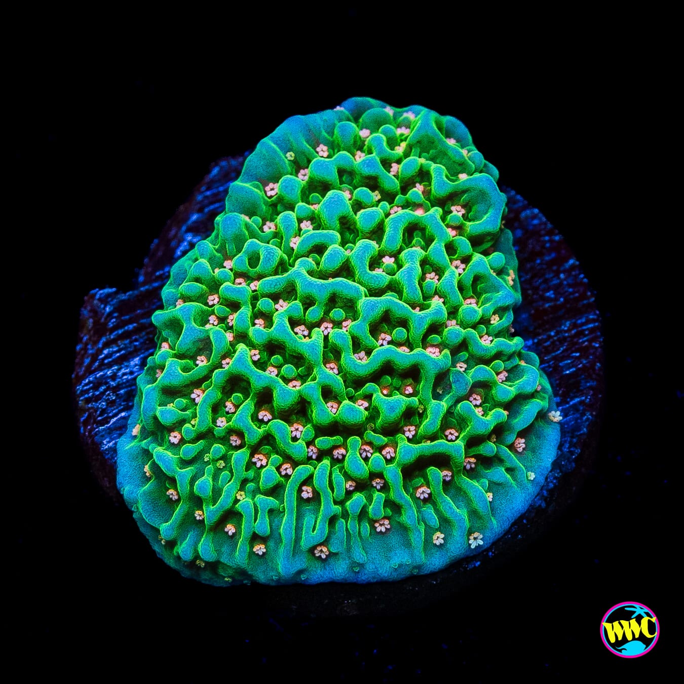 Green Eggs and Ham Montipora