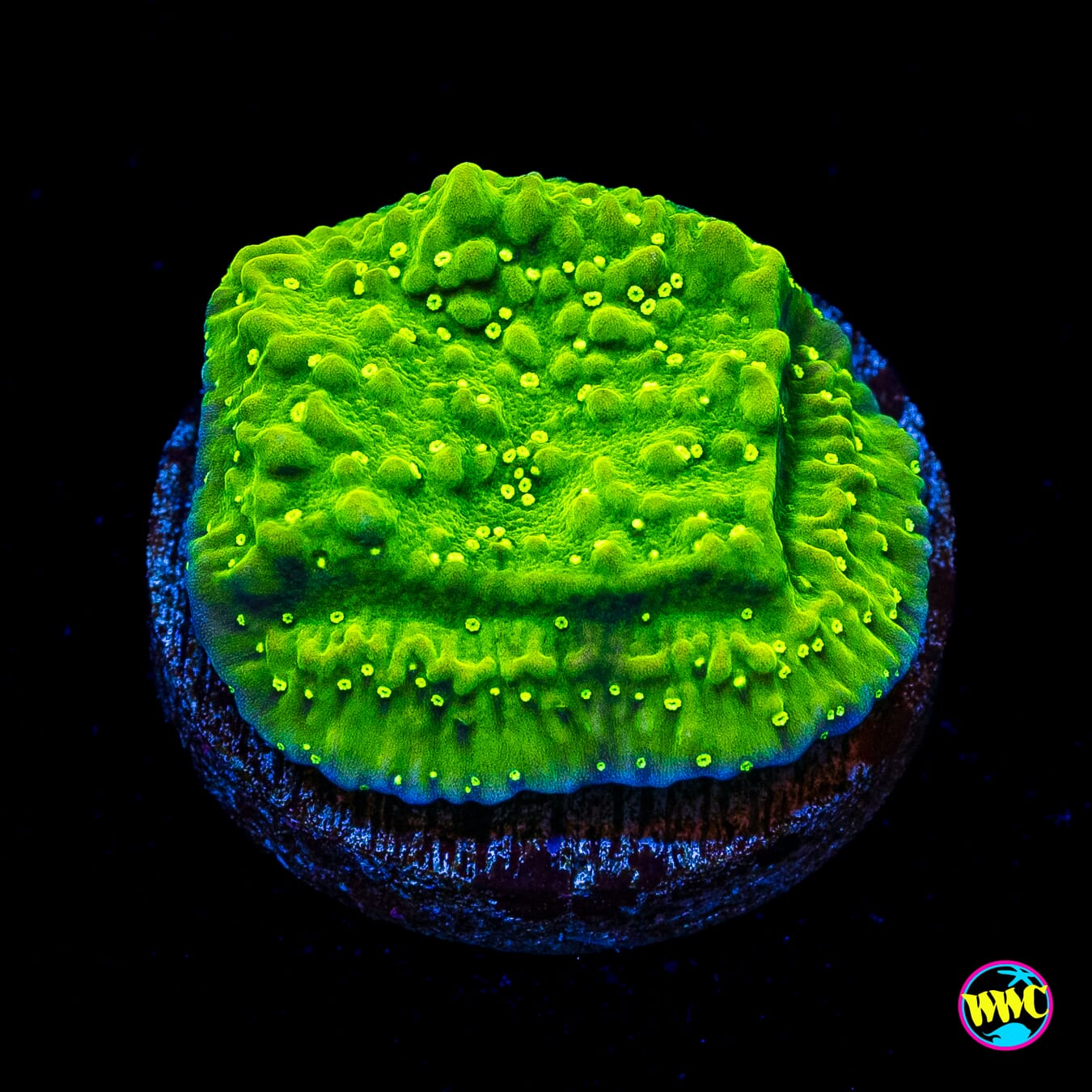 WWC Money Shot Montipora