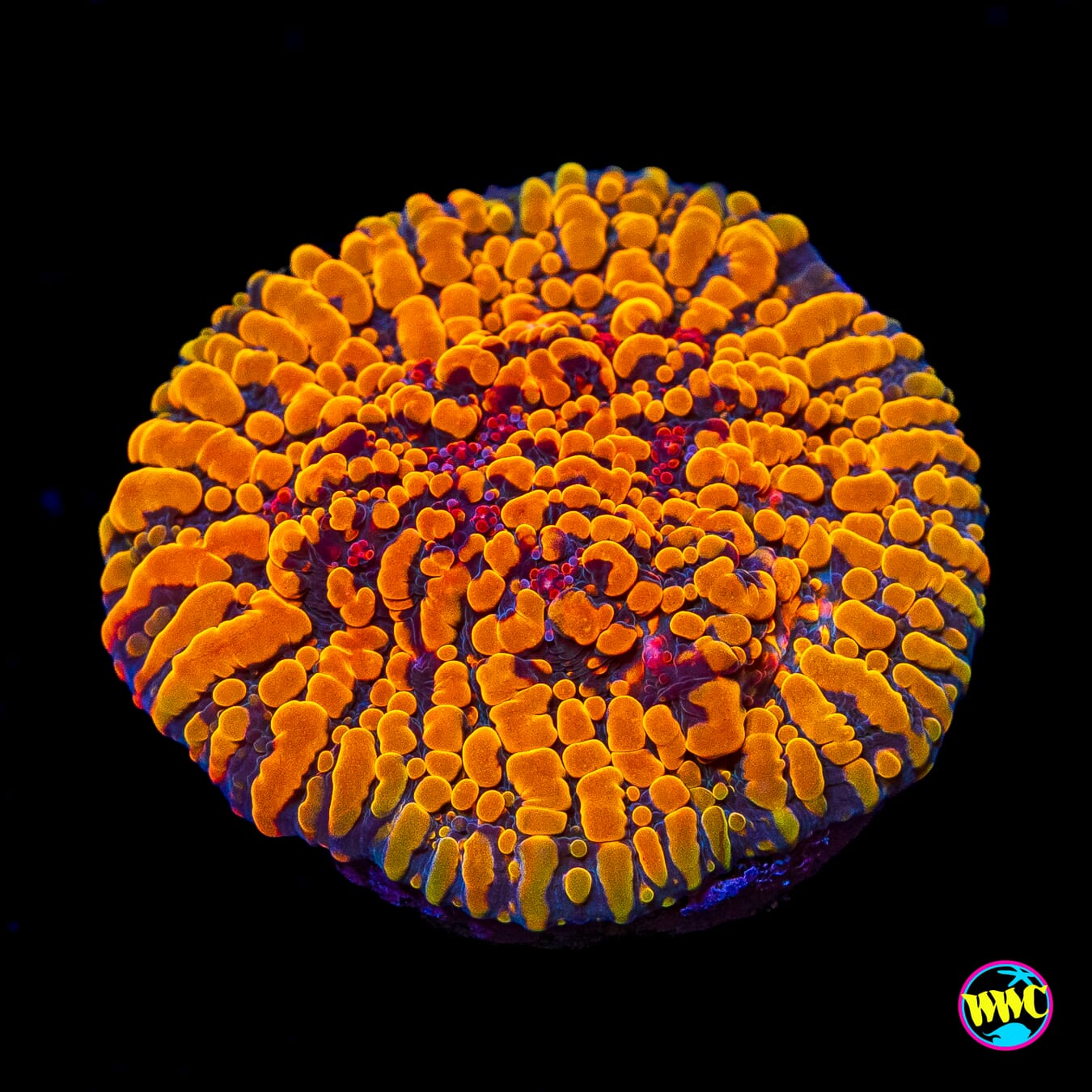 CC Cloudberries Chalice