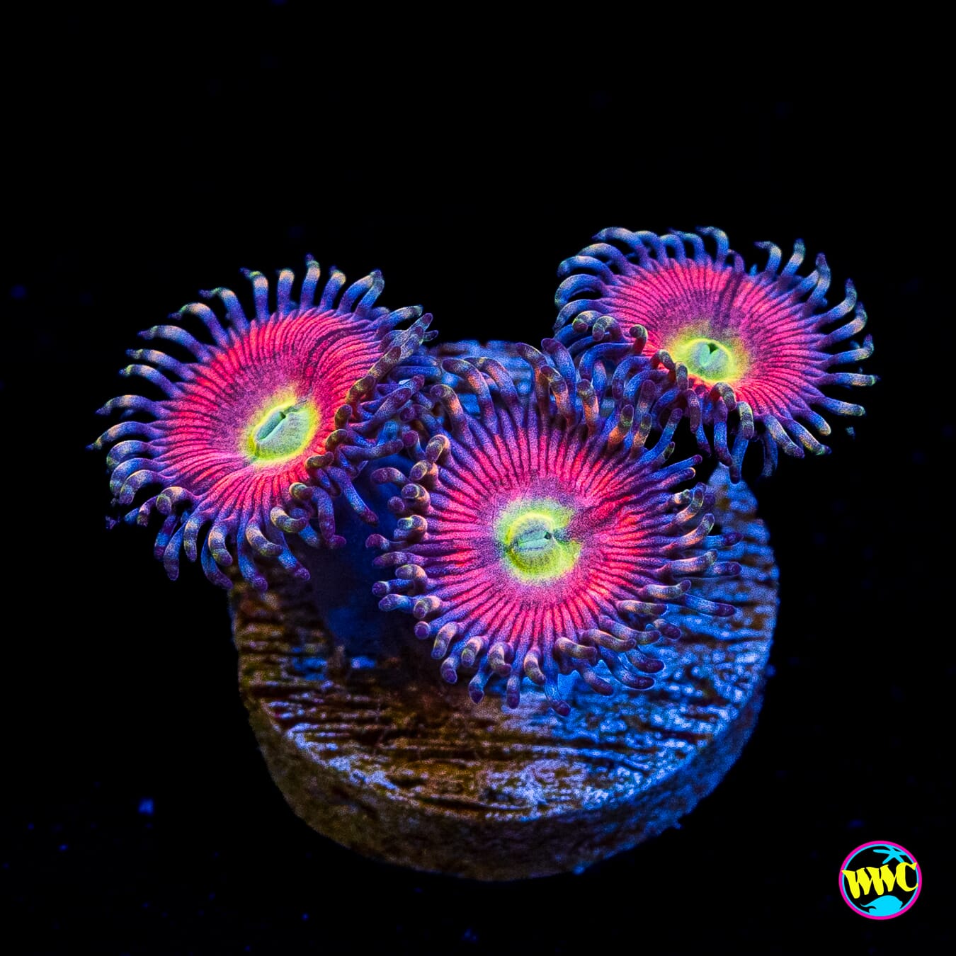 WWC Peacock Pink Zoanthids