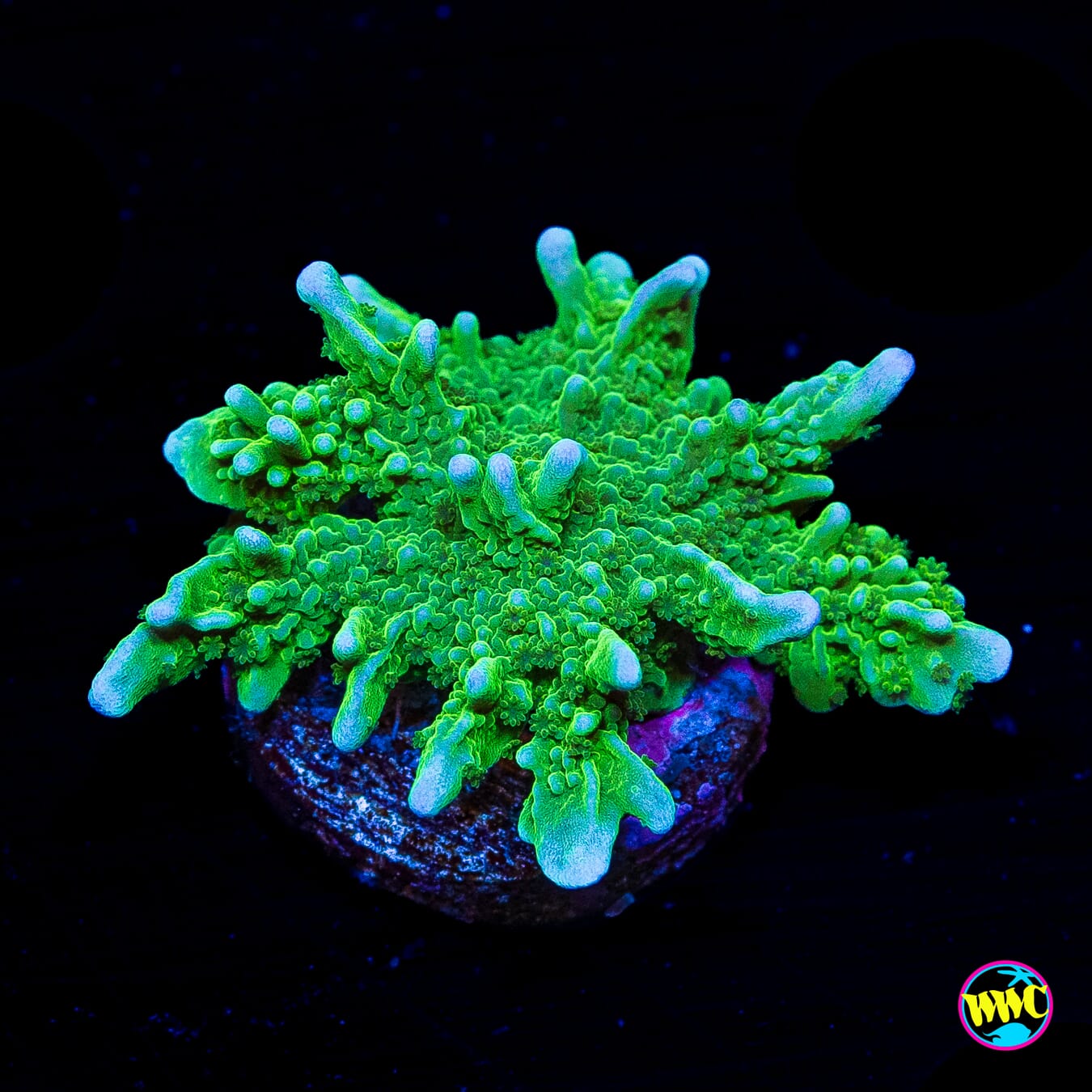 WWC Sour Apple Hirsuta Montipora