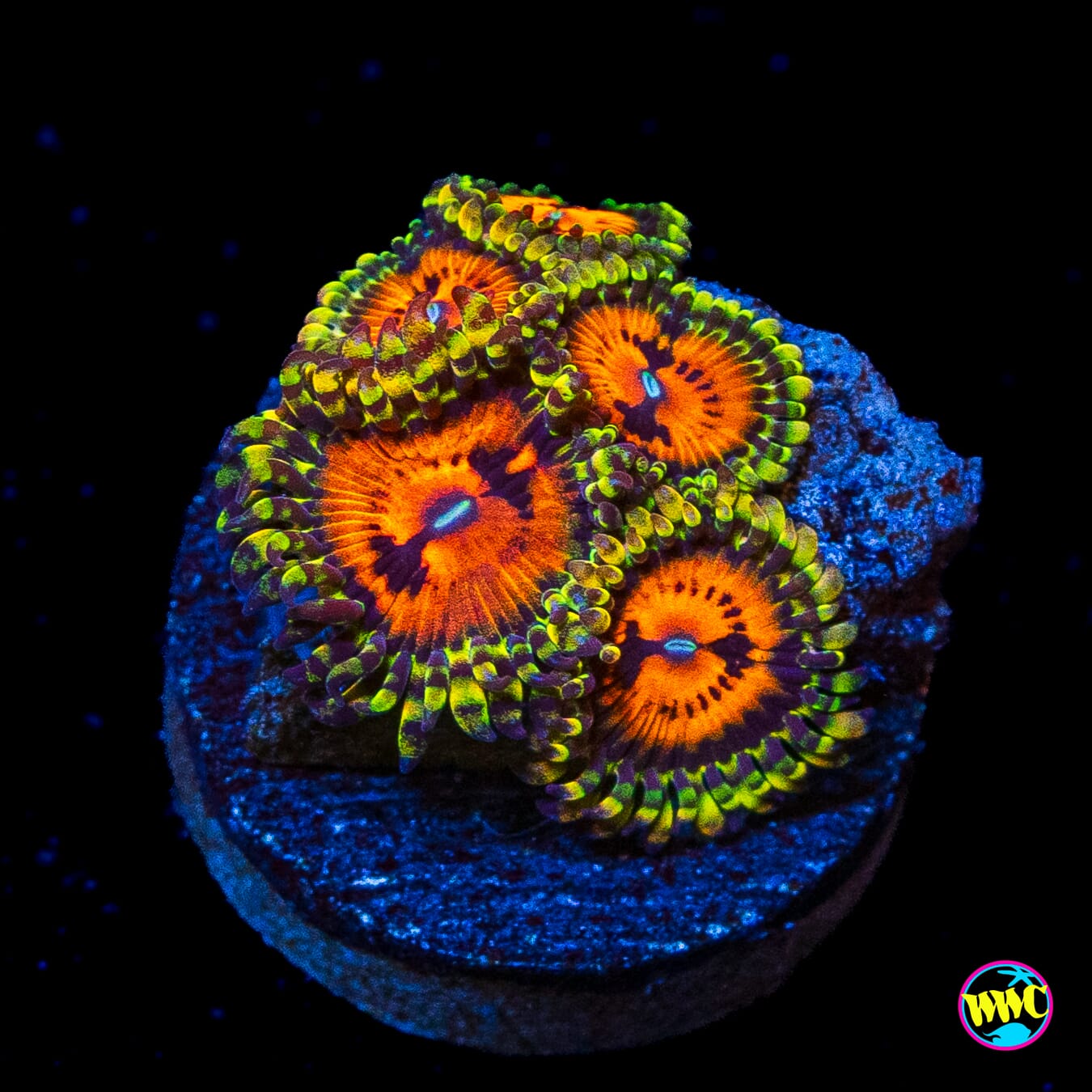 Bowtire Blaster Zoanthids