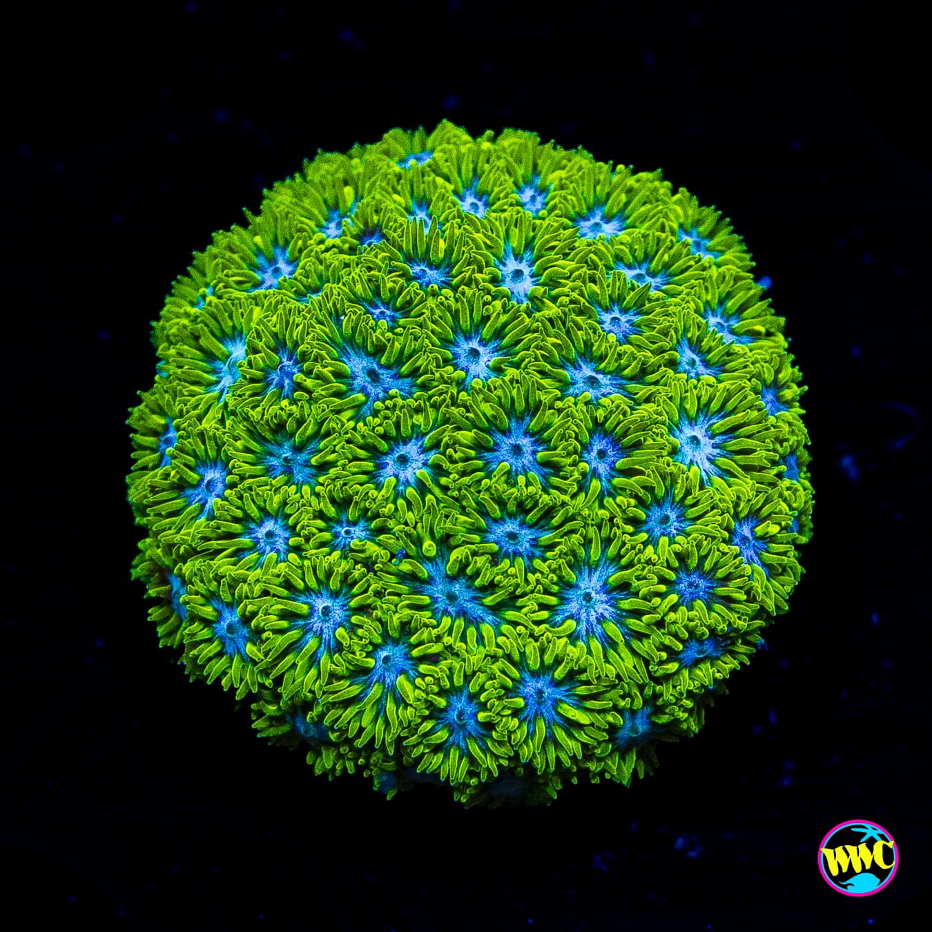 WWC Kramit the Frog Leptastrea