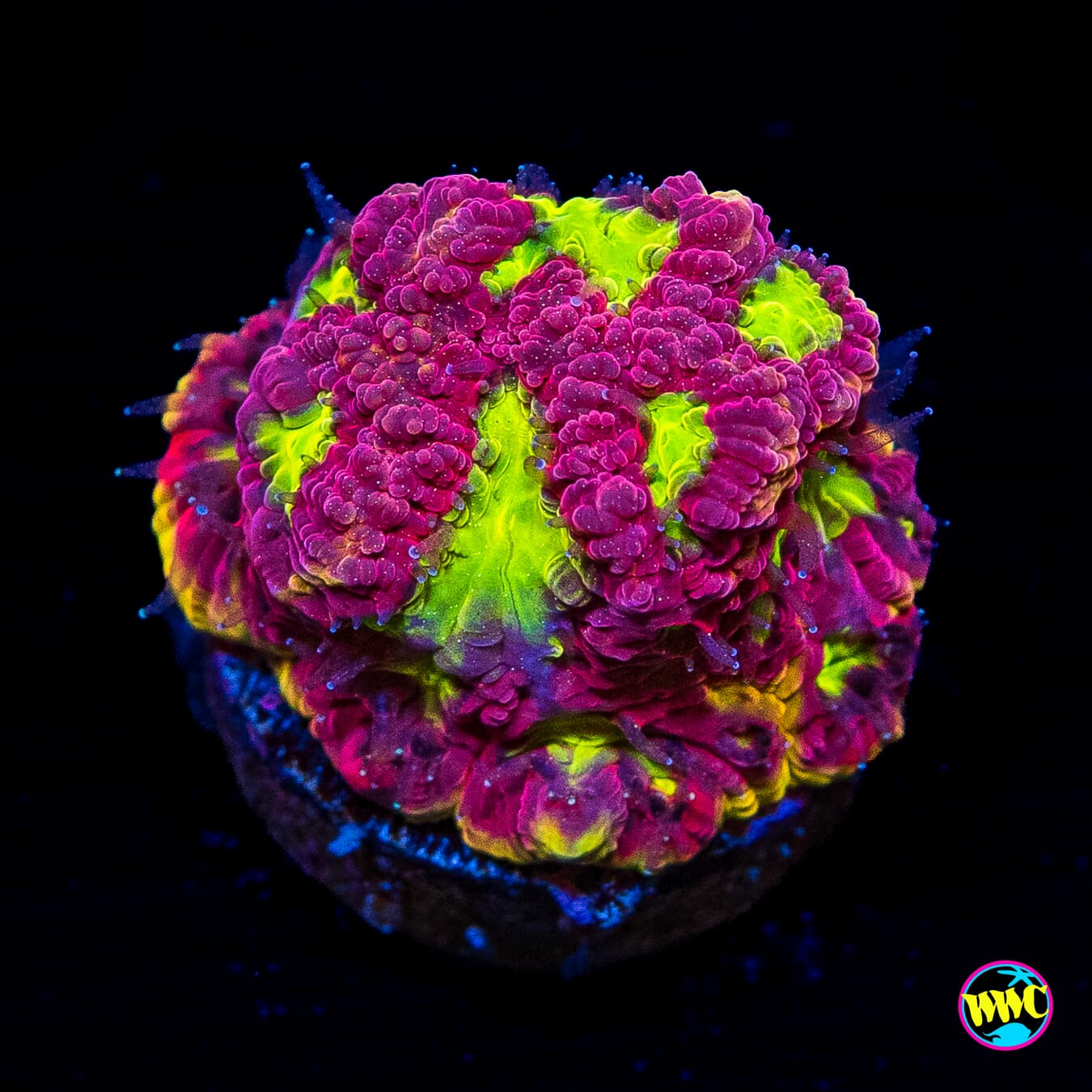 WWC Blood Diamond Favites