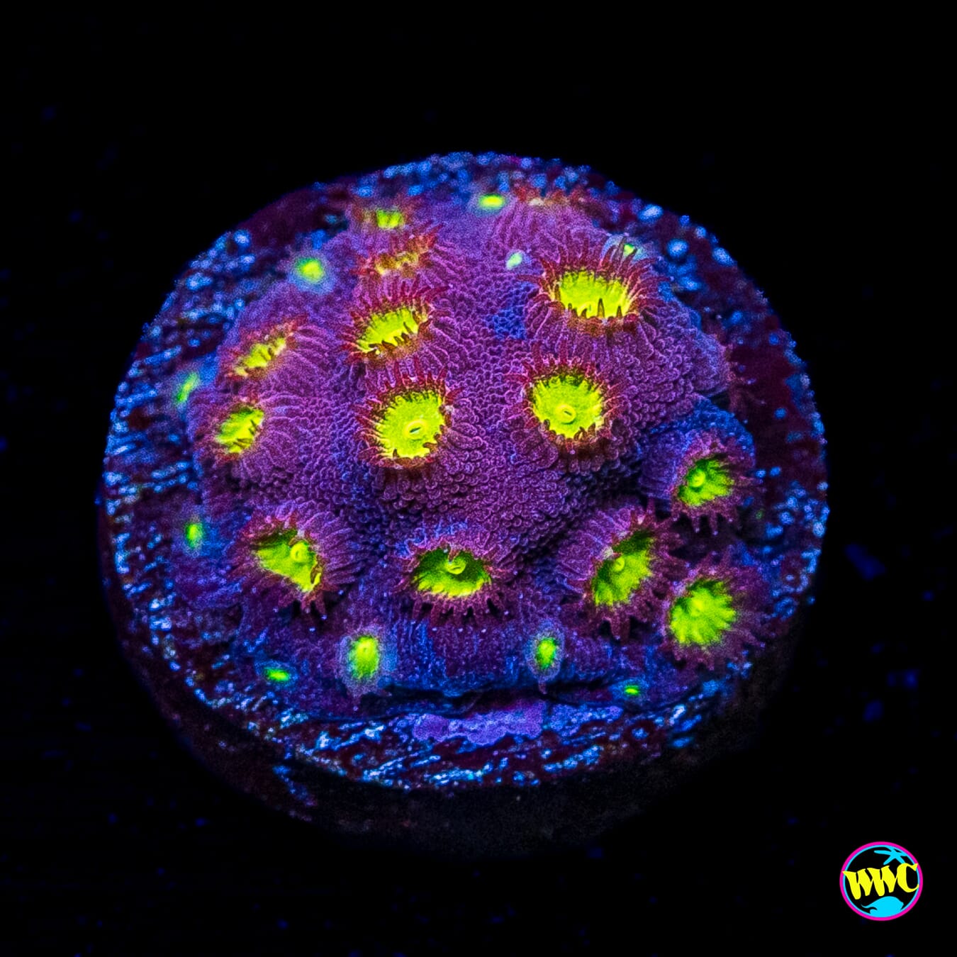 CB Bling Bling Cyphastrea