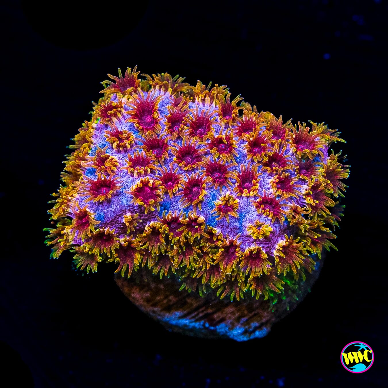 WWC Skittlez Bomb Cyphastrea