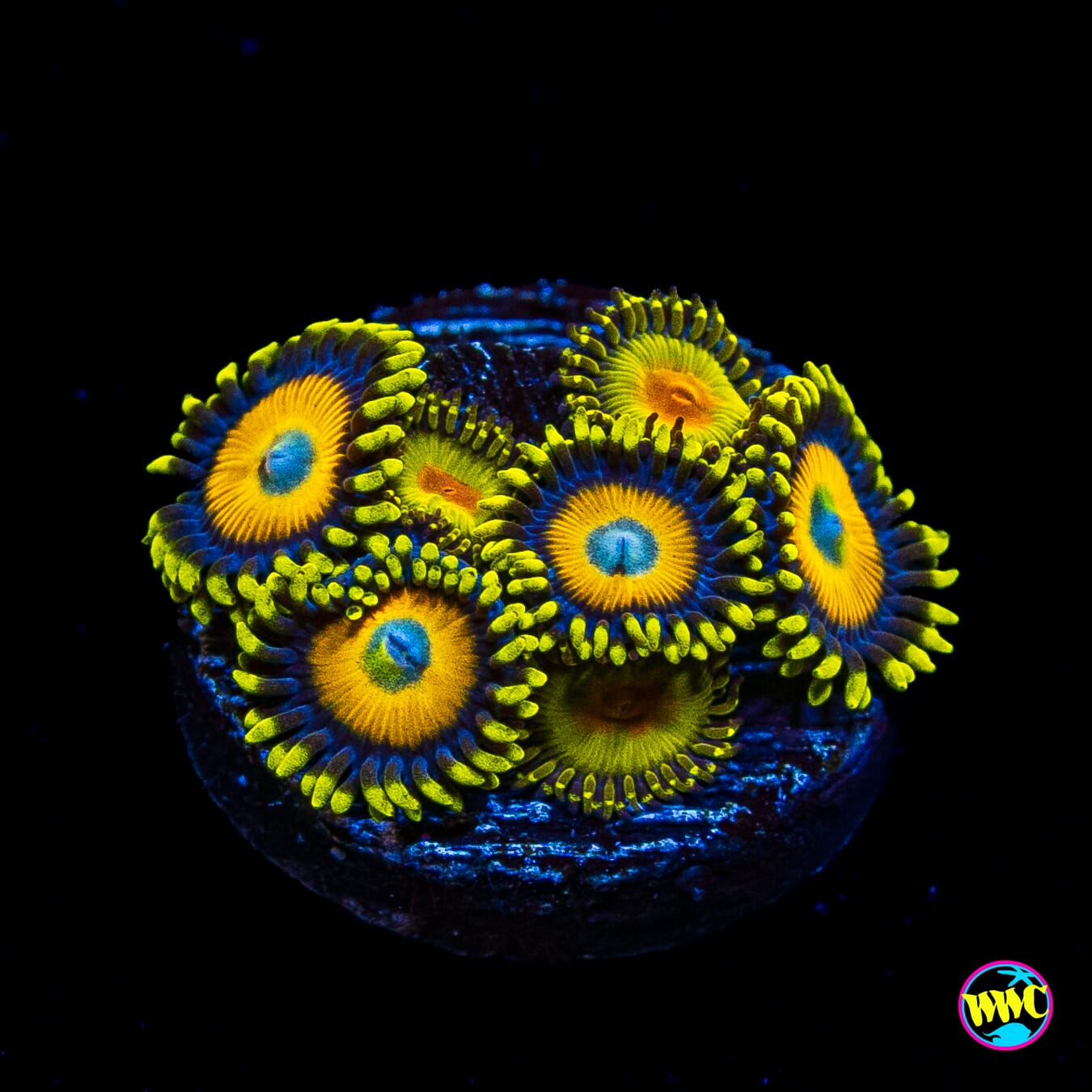 WWC Golden Gods and Scrambled Eggs Combo Zoanthids