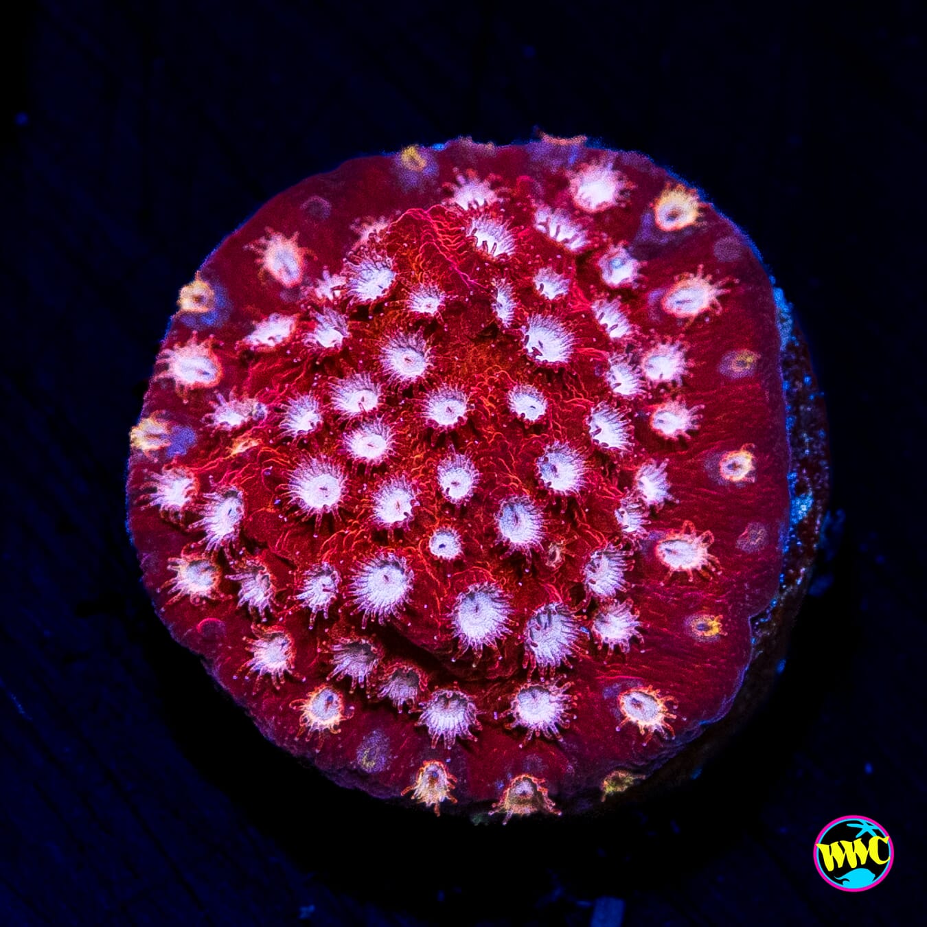 WWC Peppermint Cyphastrea