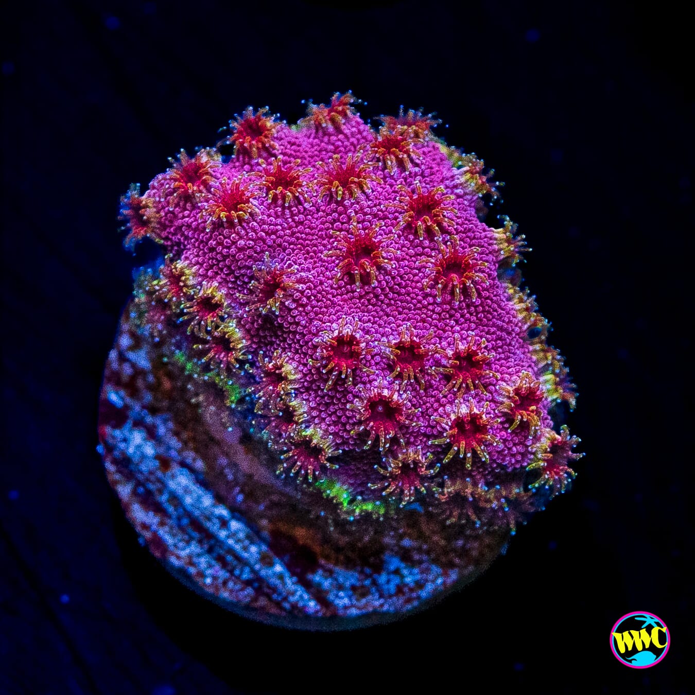 WWC Bronco Berry Cyphastrea