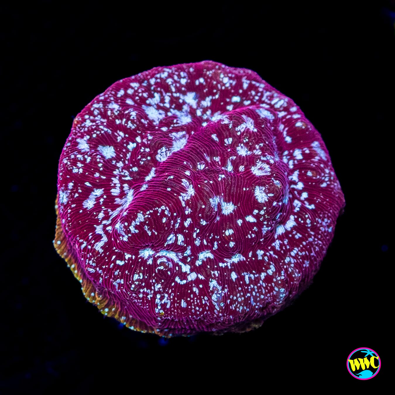 Jason Fox Klepto Leptoseris