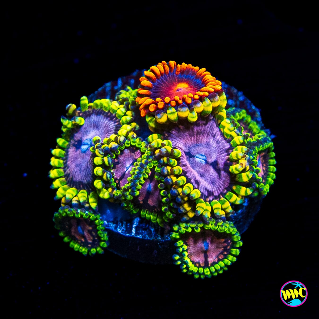 WWC Purple Monsters and Bam Bam Combo Zoanthids