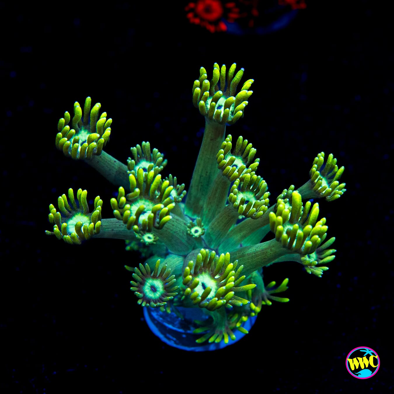 Lemon Zest Goniopora