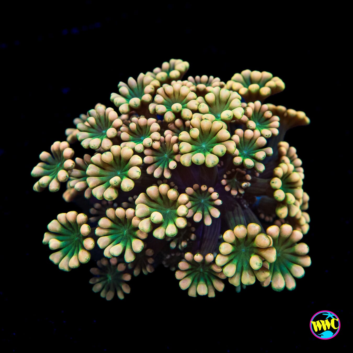 Emerald Hologram Alveopora