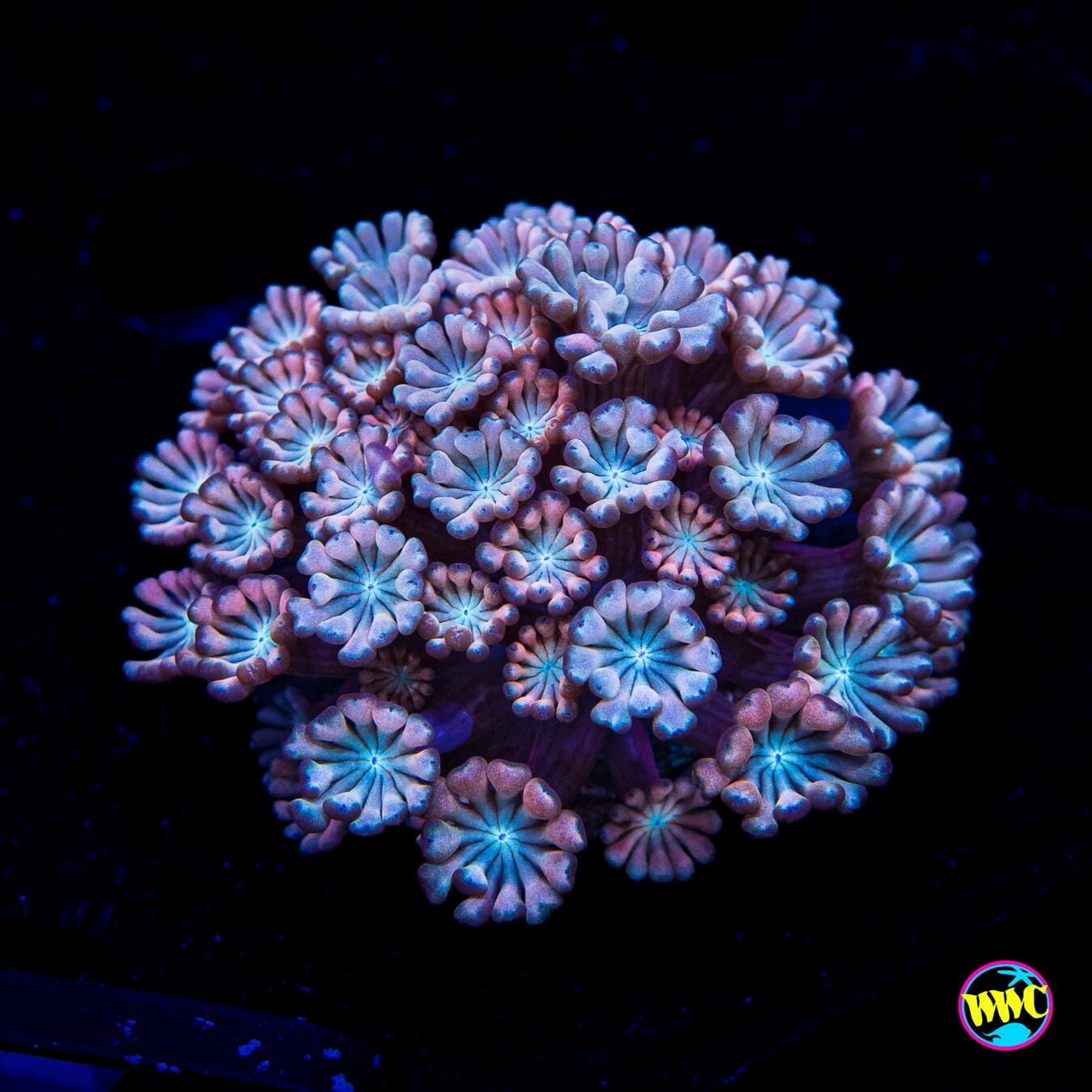 I Love Lavender Alveopora