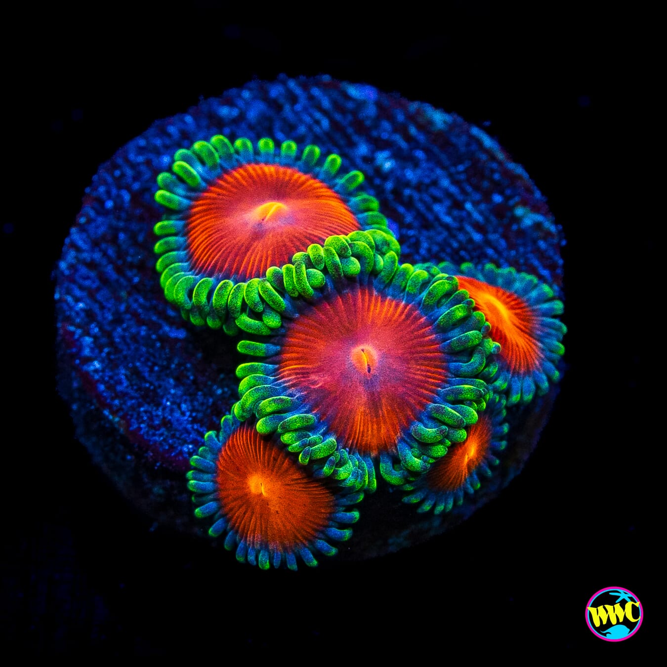WWC Elemental Fury Zoanthids