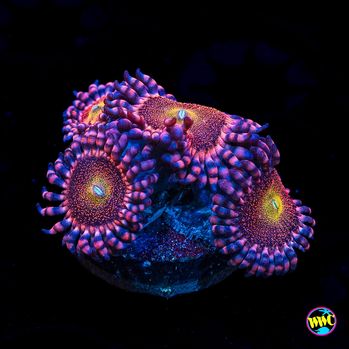 Mohawk Zoanthids