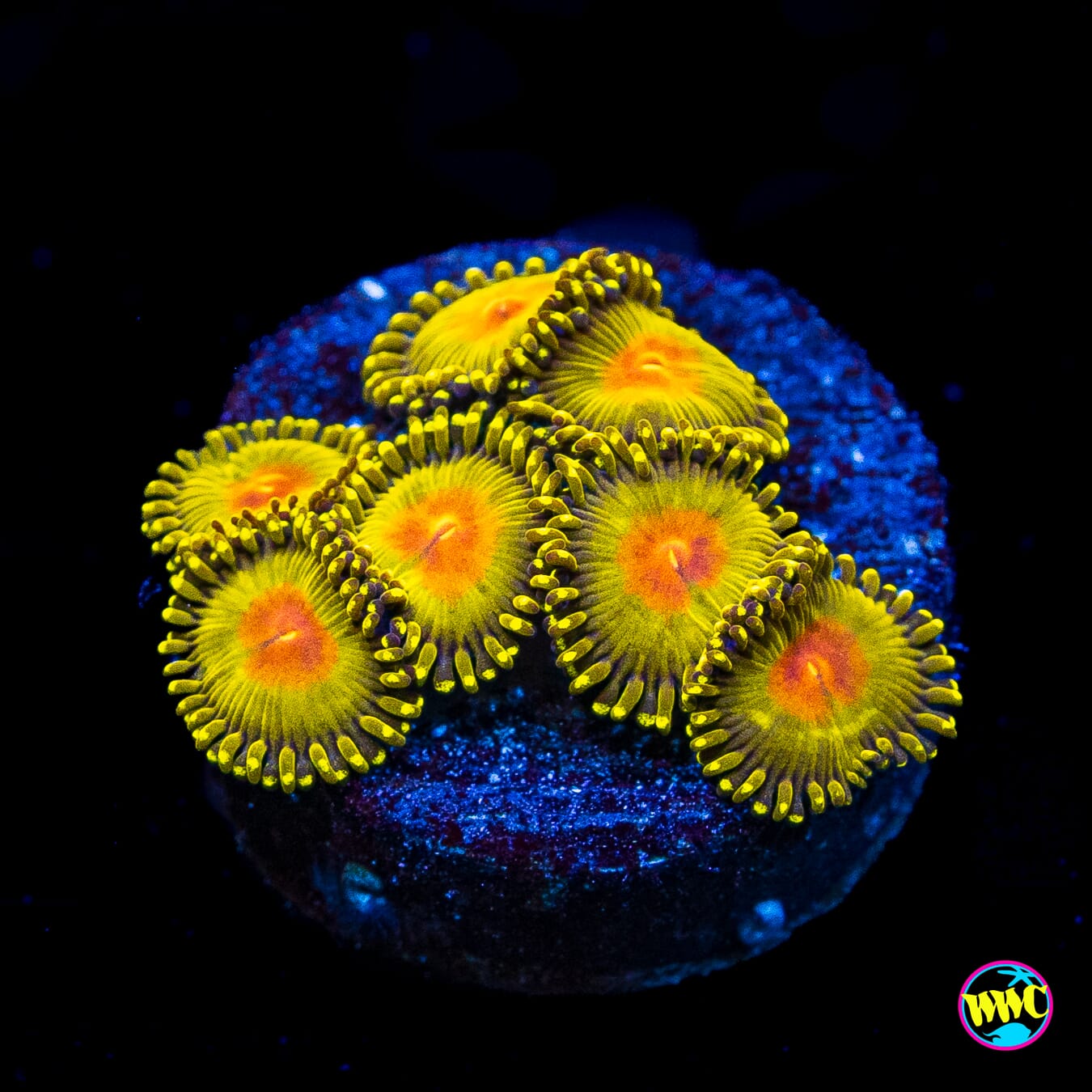 WWC Golden Gods Zoanthids