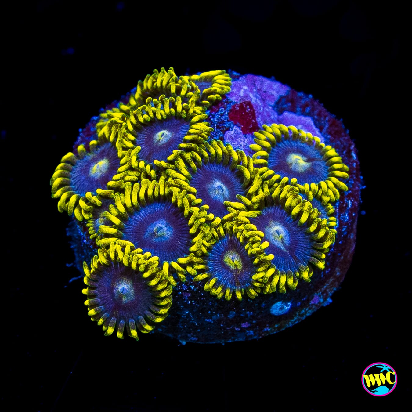WWC Sunbeam Shuriken Zoanthids