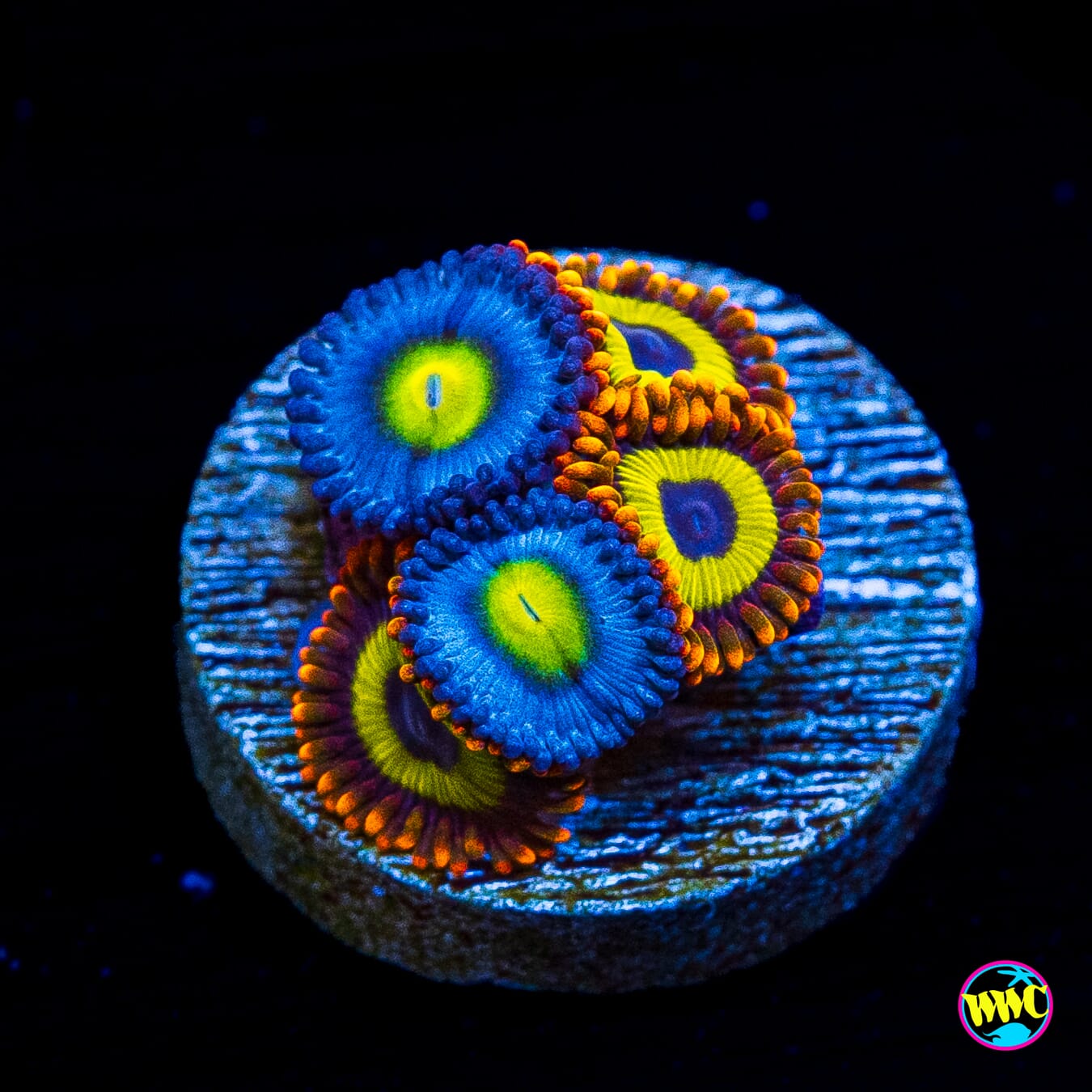 WWC AOI and Fruit Loopz Combo Zoanthids