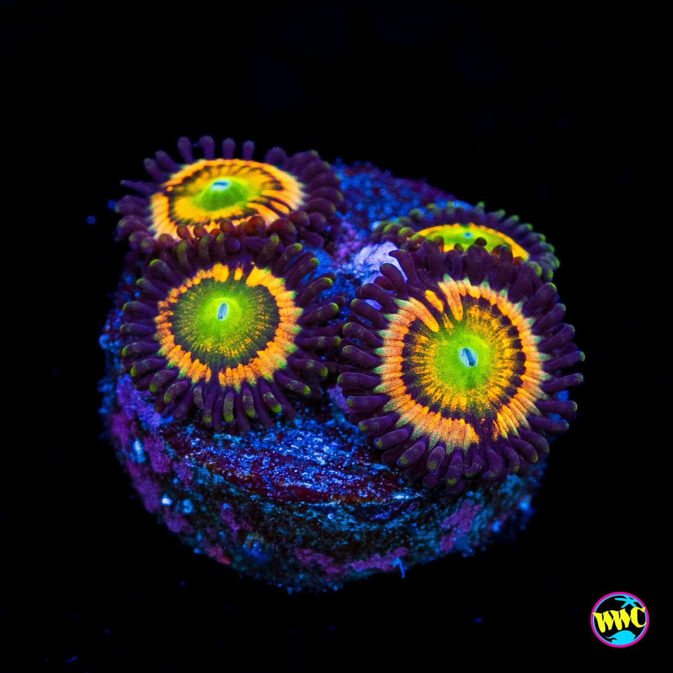 Citrus Cooler Zoanthids