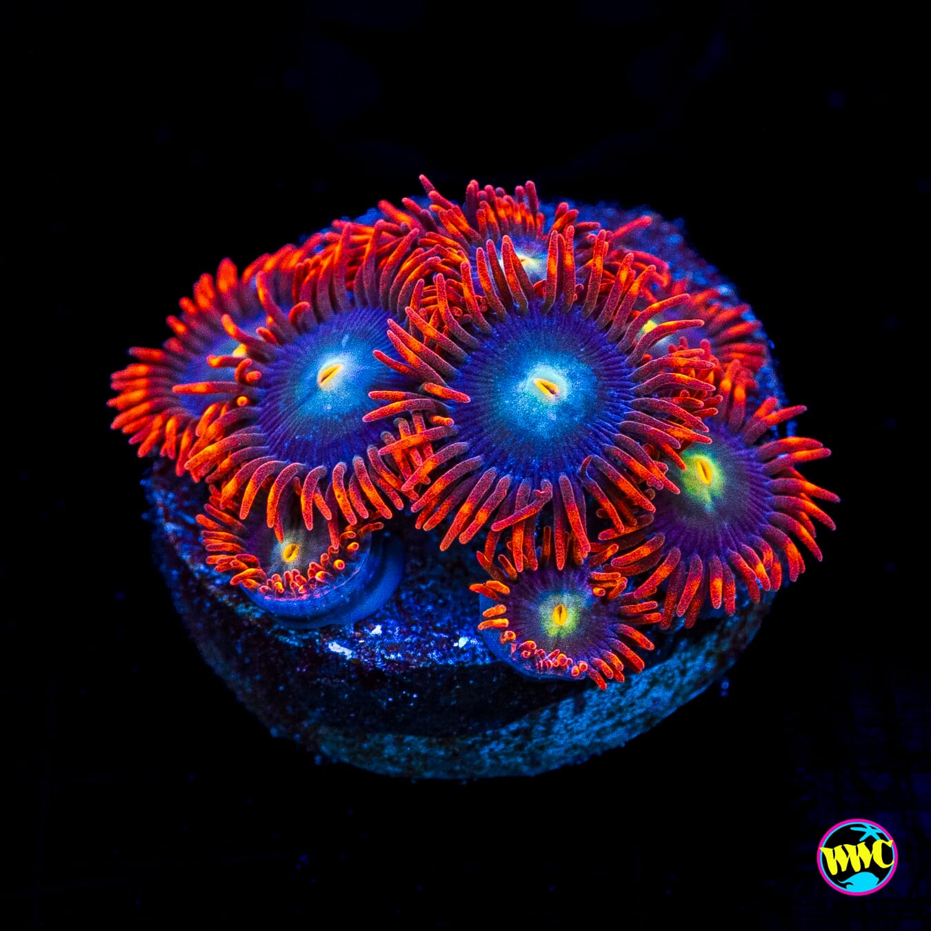 WWC Wildfire Zoanthids