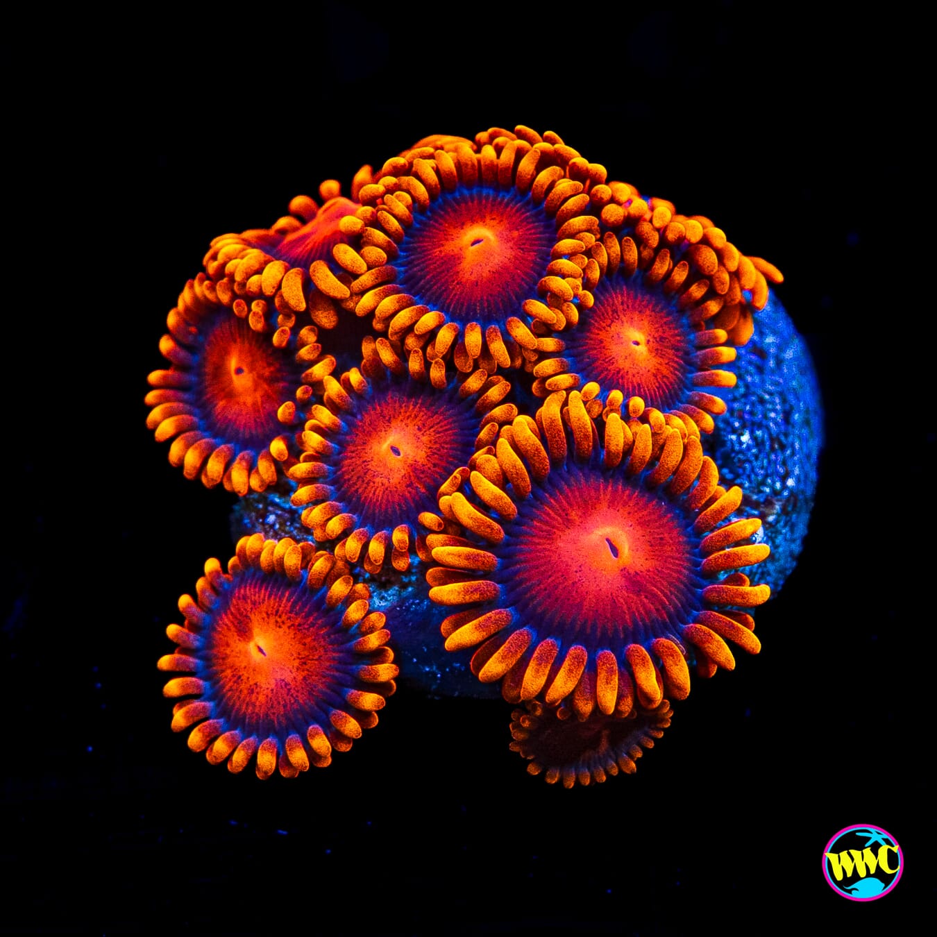 Bam Bamz Zoanthids