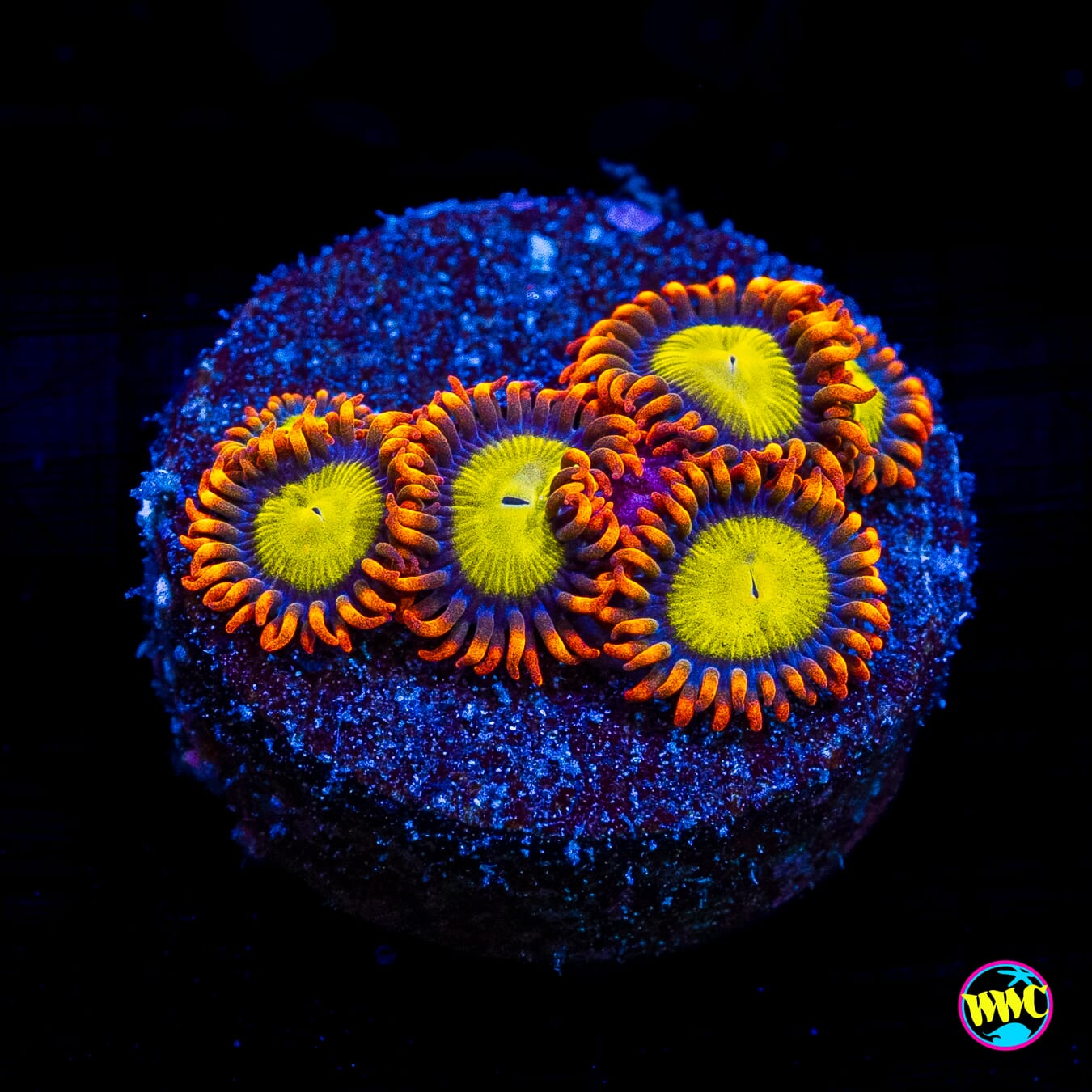 Mandarin Orange Zoanthids
