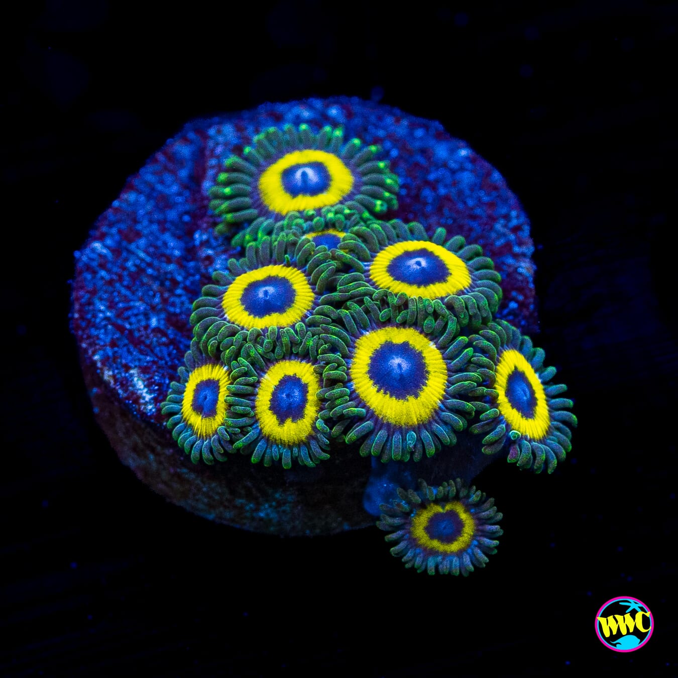 WWC Yellow Submarine Zoanthids