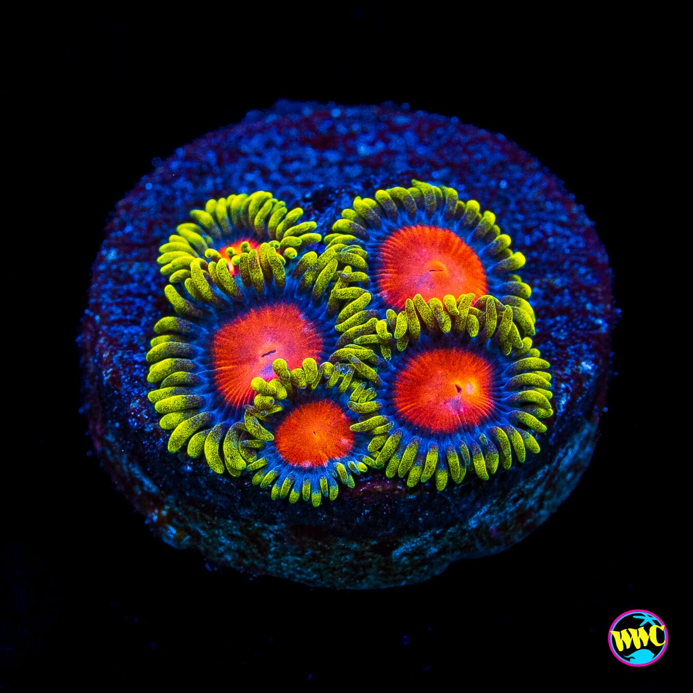 WWC Rising Sun Zoanthids