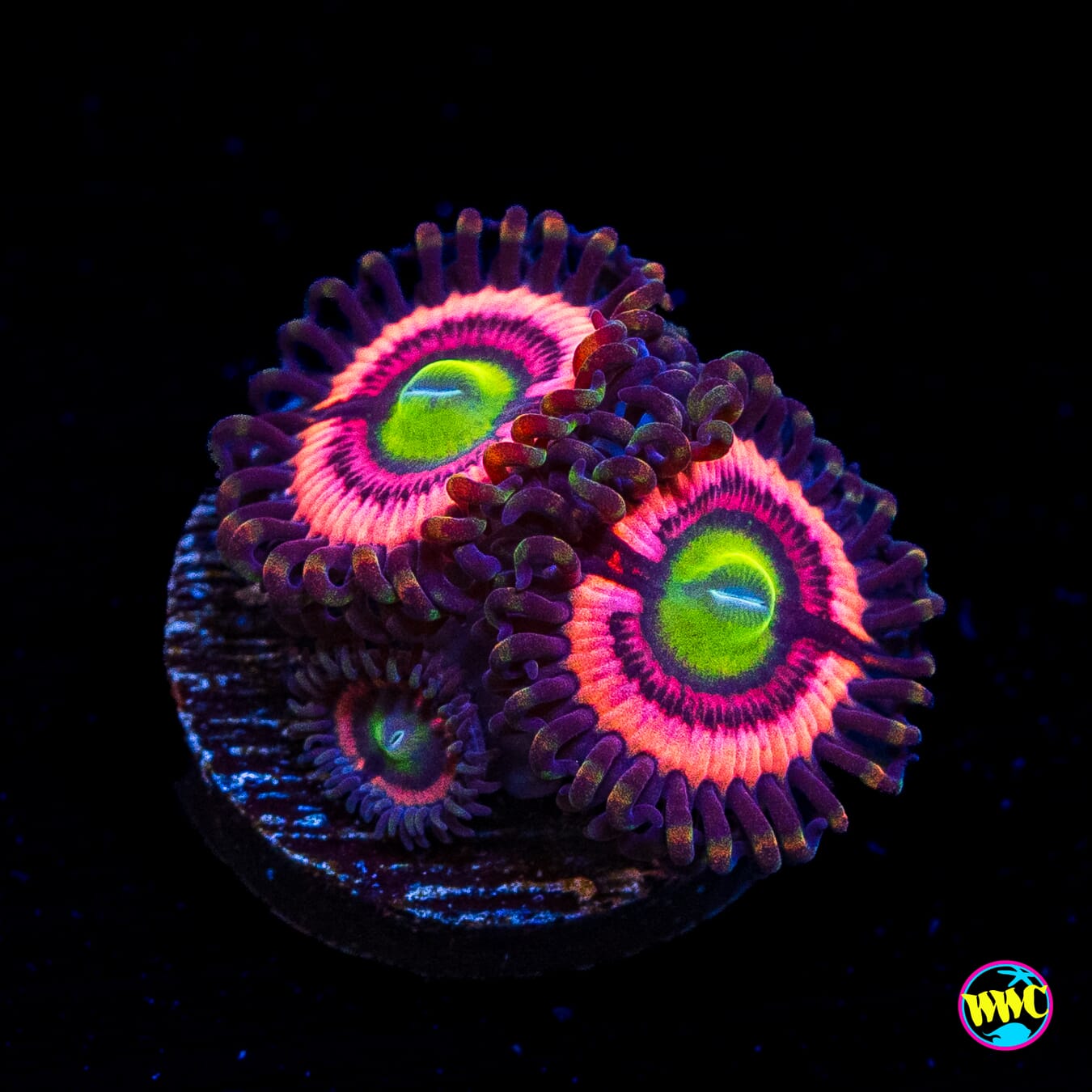 WWC Ultimate Bubble Gum Pink Zoaanthids