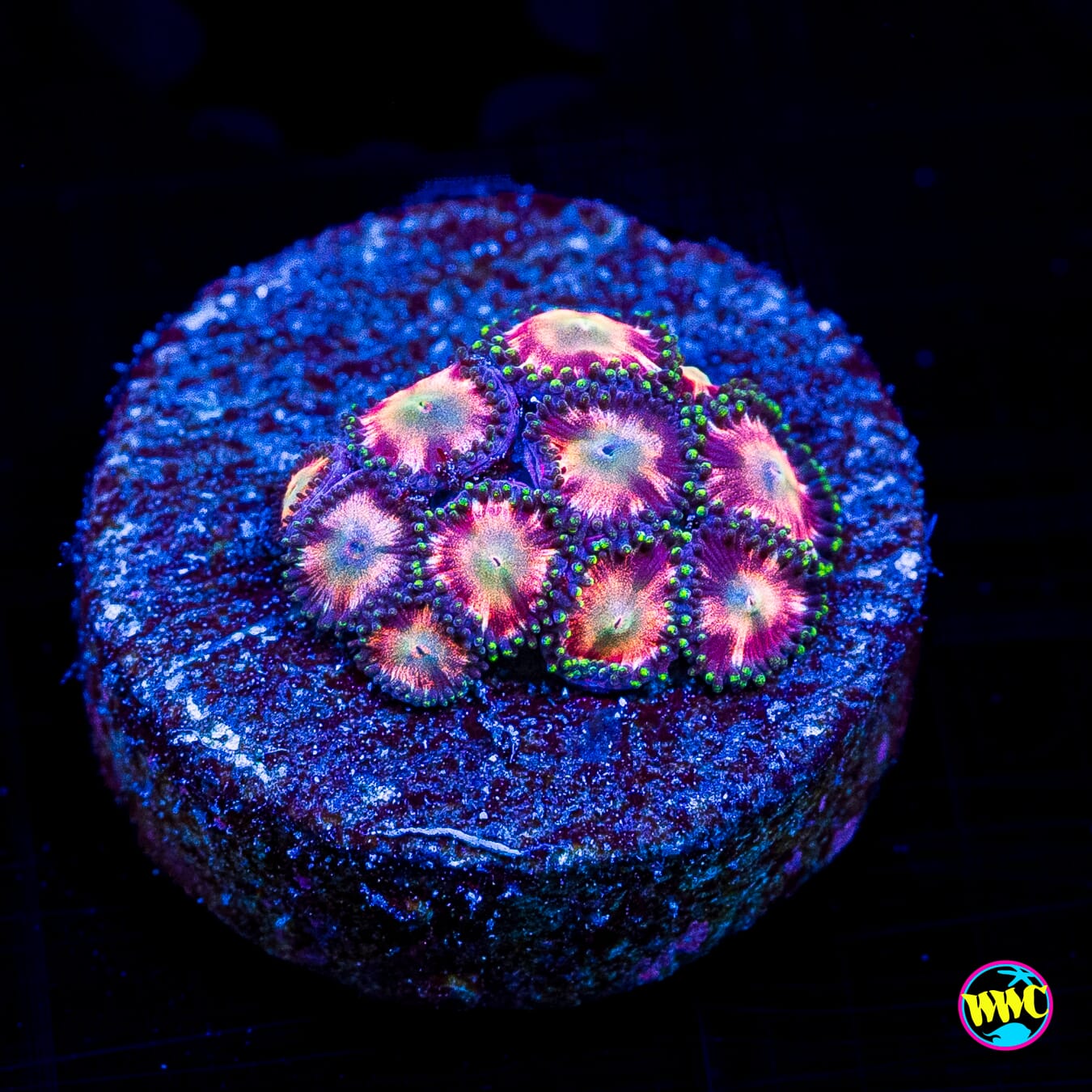 WWC Candy Stripe Zoanthids