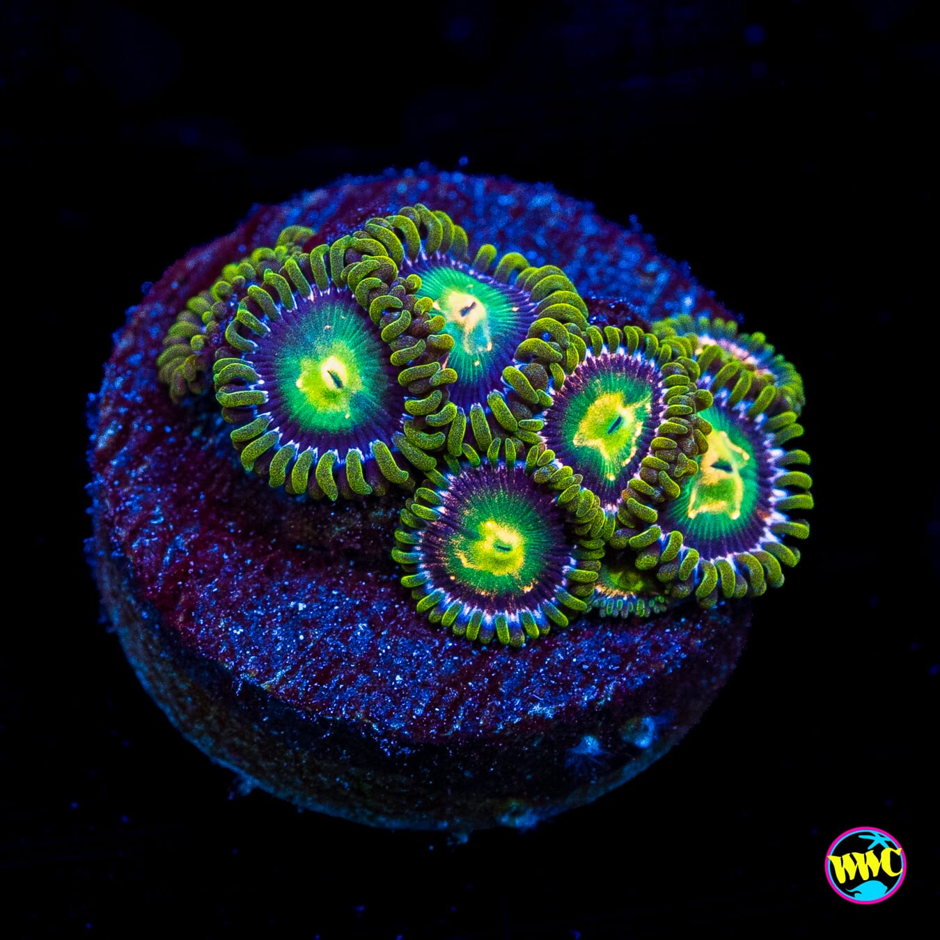 WWC Cosmic Dragon Eye Zoanthids