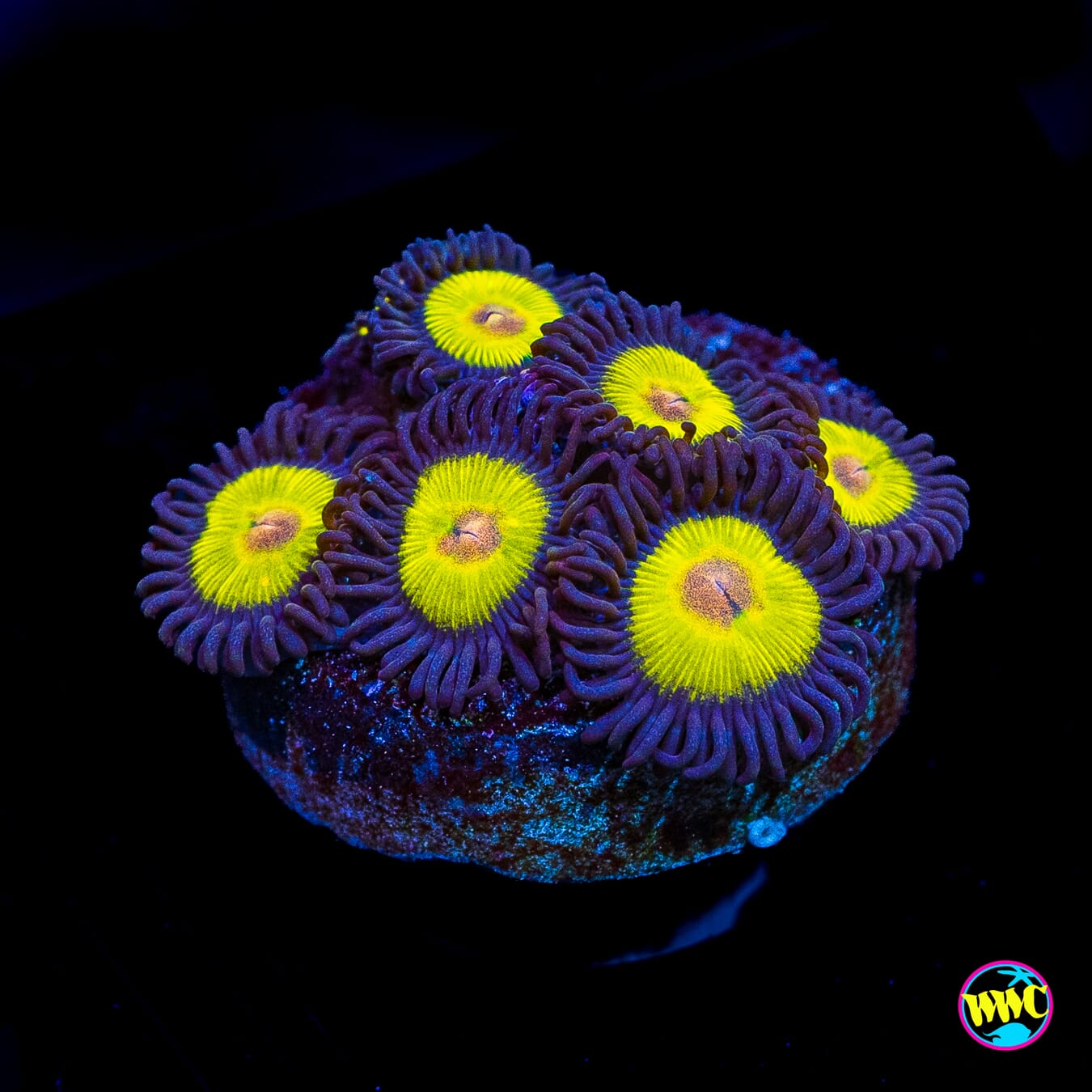 WWC Golden Eye Zoanthids