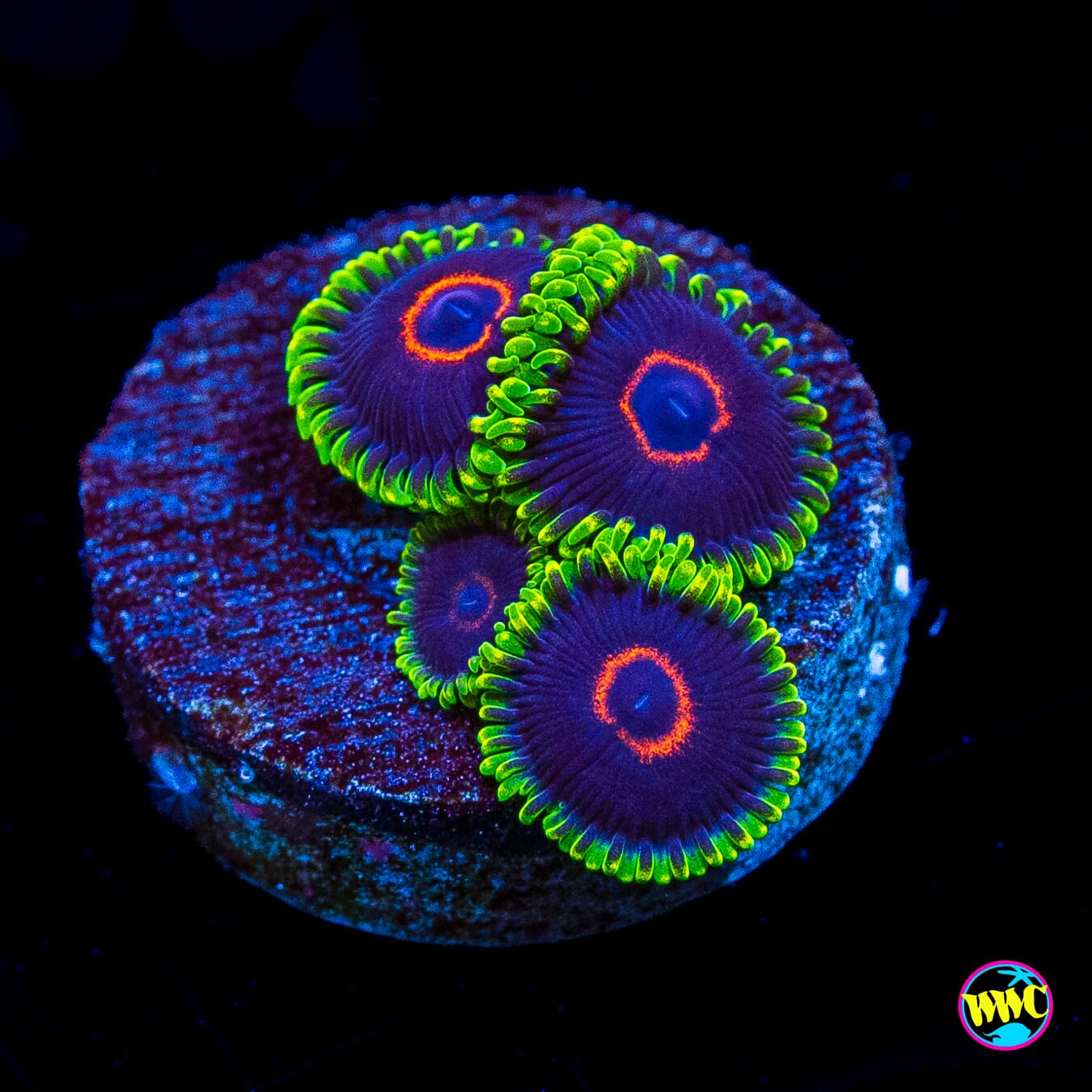 WWC Evil Heart Zoanthids