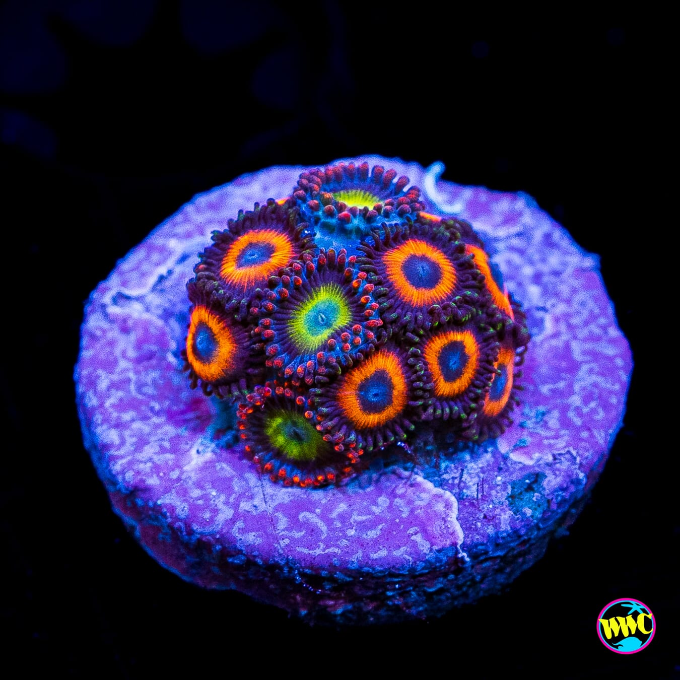 WWC Circus and Firecracker Combo Zoanthids
