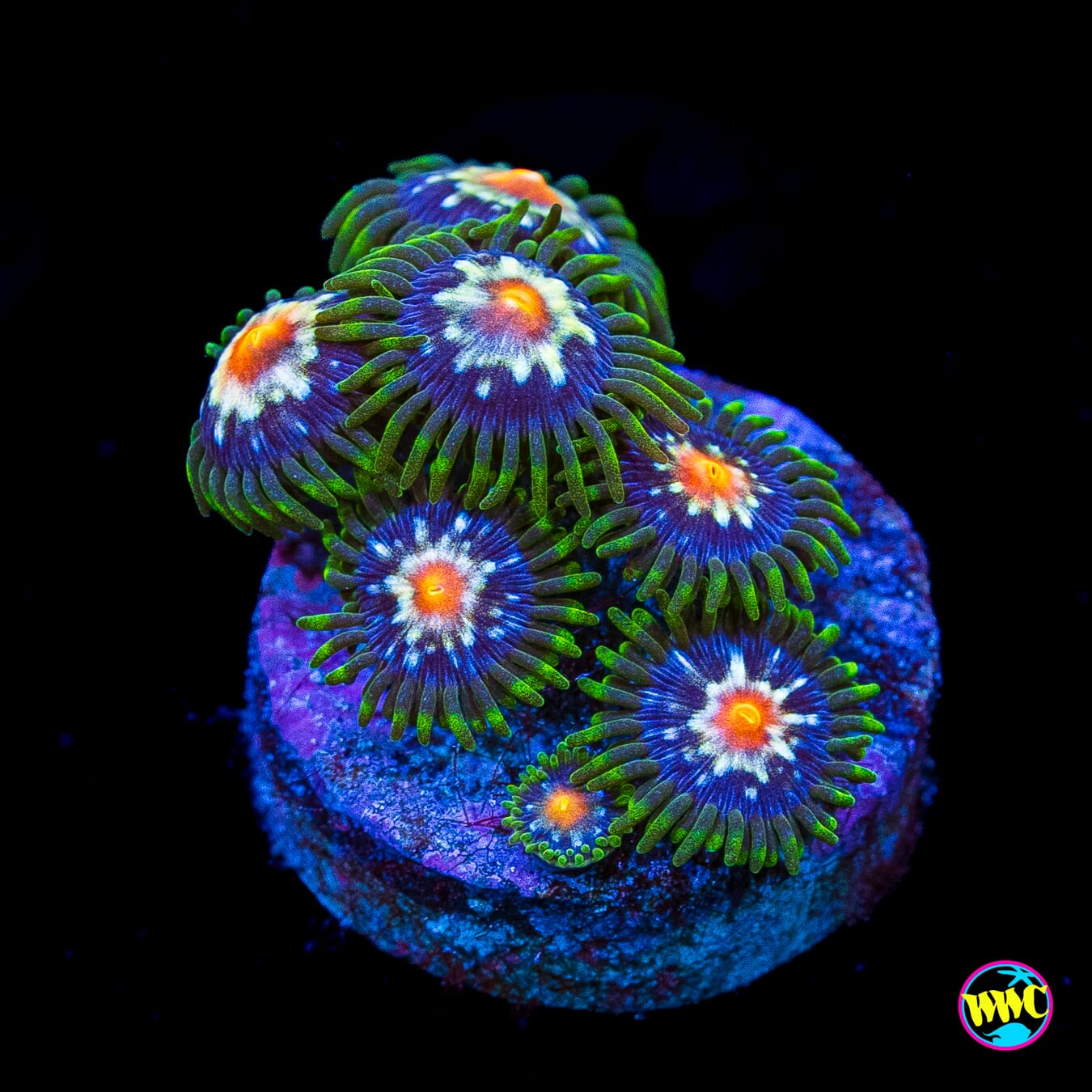 Jason Fox Stargazer Zoanthids