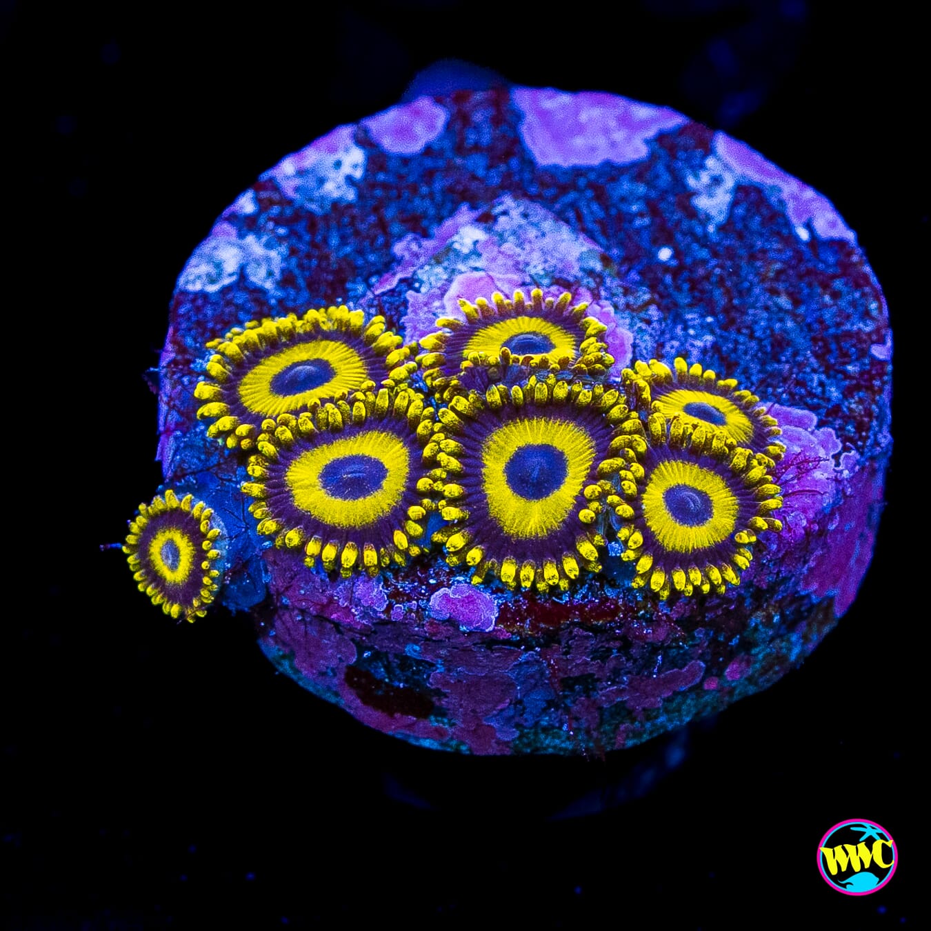 LA Lakerz Zoanthids