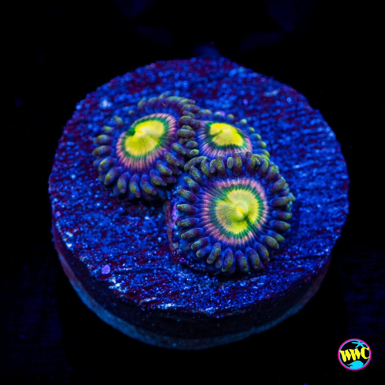 WWC Mystic Moon Zoanthids