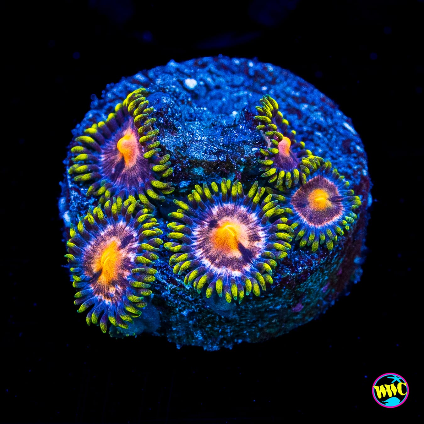 Purple Pinwheel Zoanthids