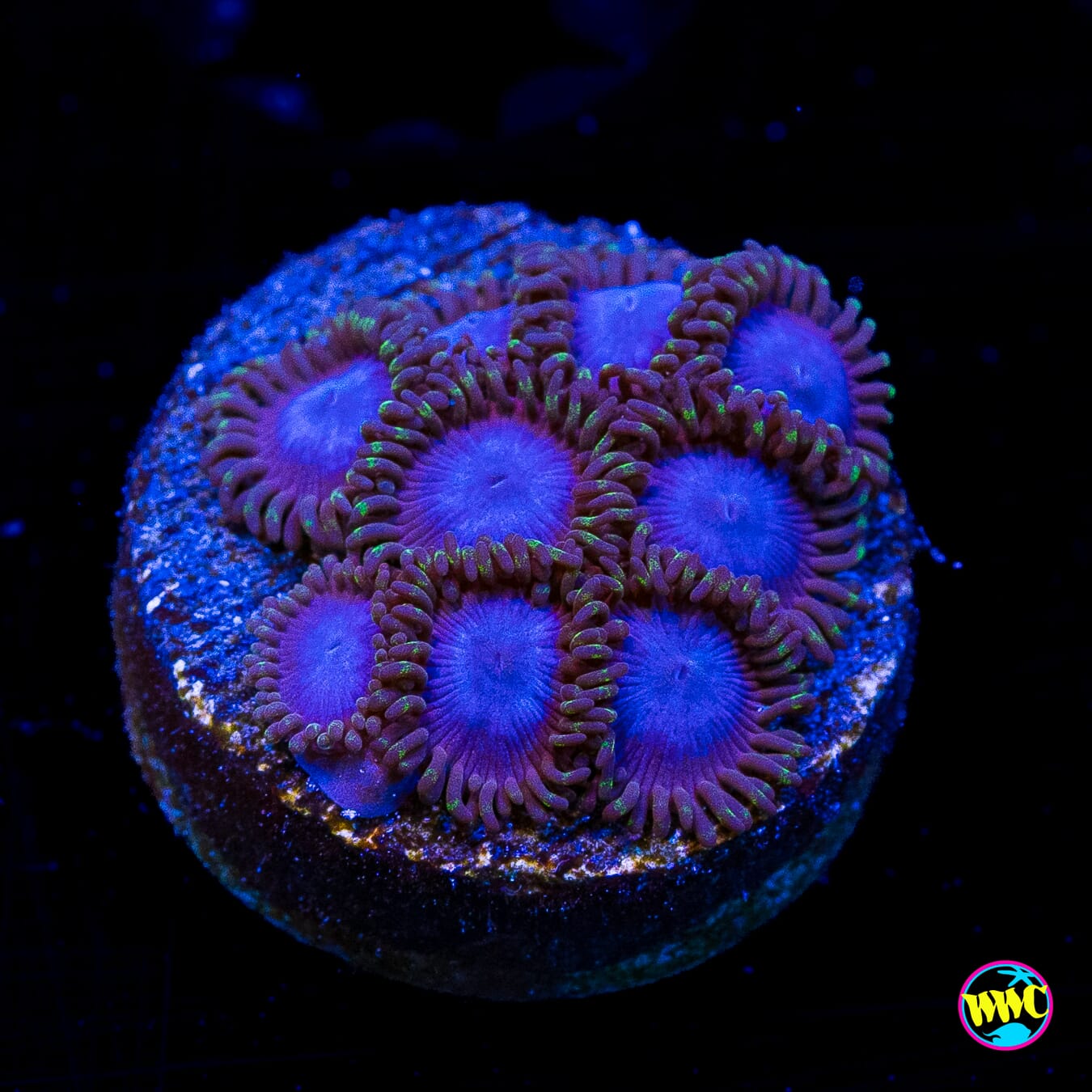 Tubbs Blue Zoanthids