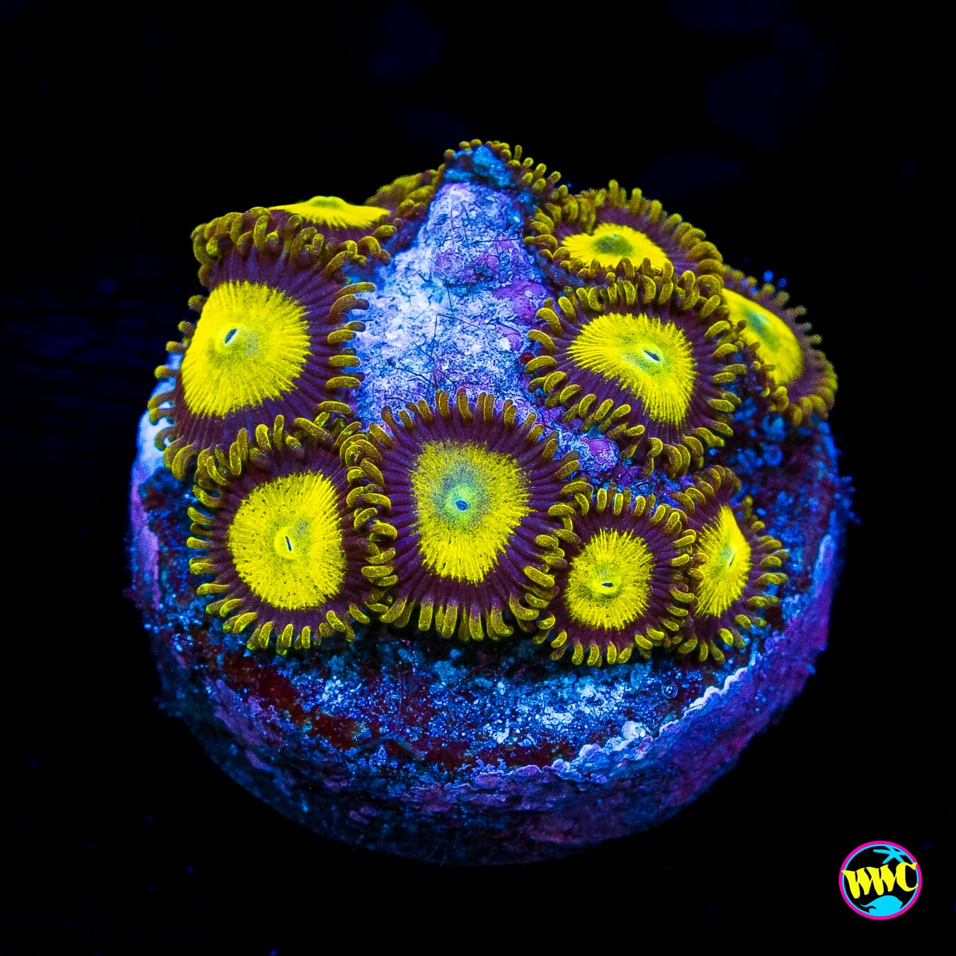 King Midas Zoanthids