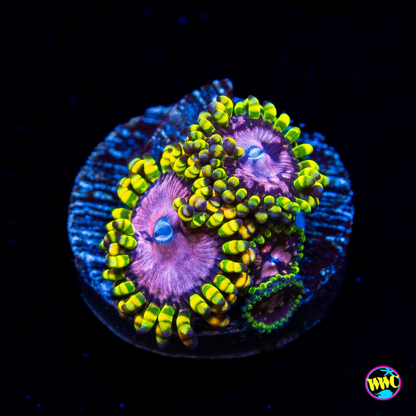 WWC Purple Monsters Zoanthids