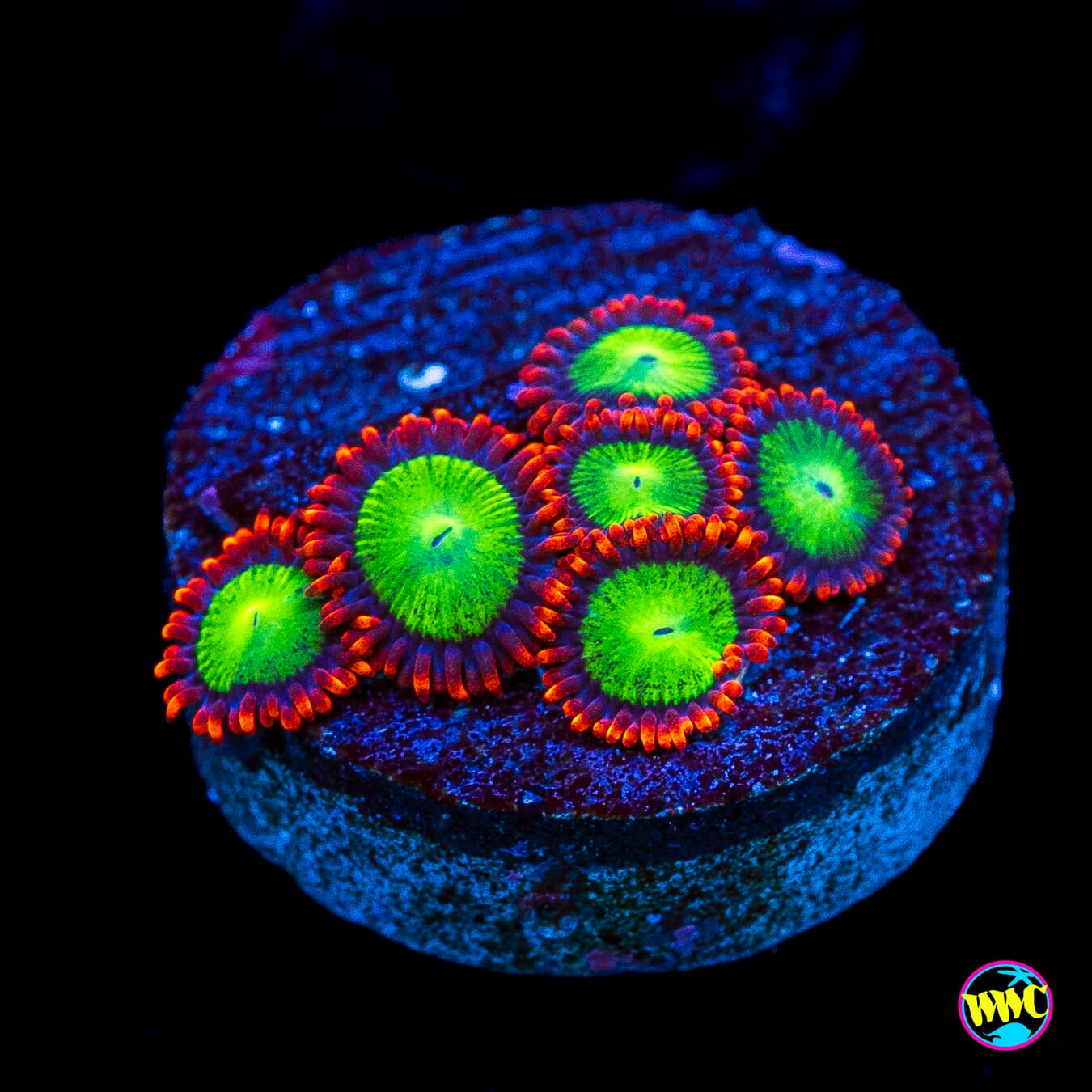 Goblins Fire Zoanthids