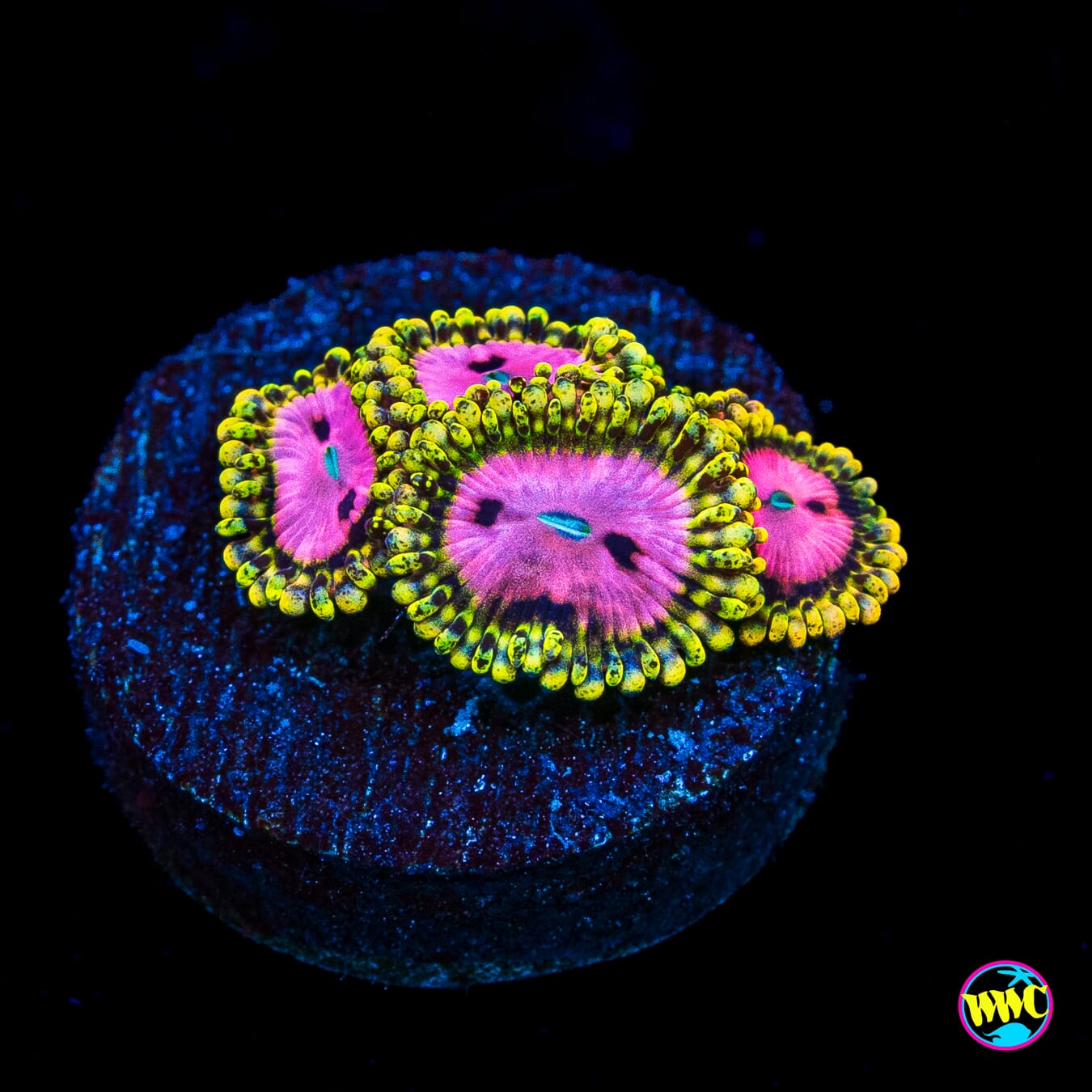 RR PInk Diamond Zoanthids