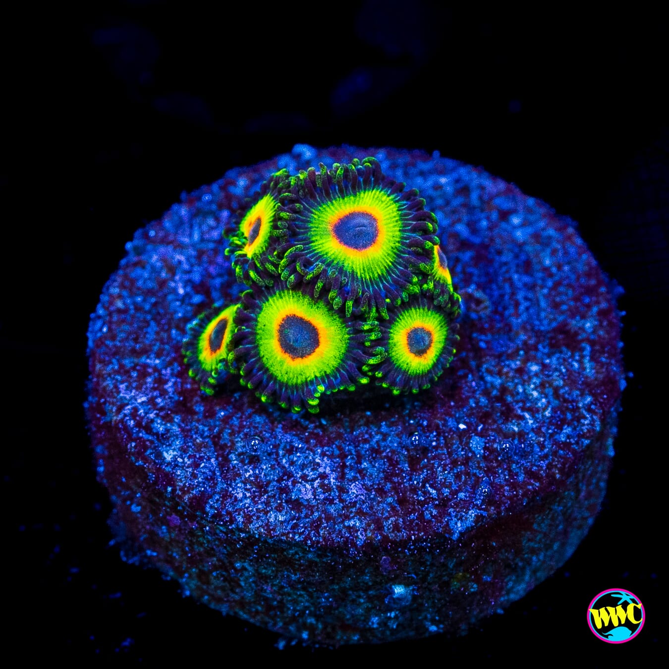WWC Island Time Zoanthids