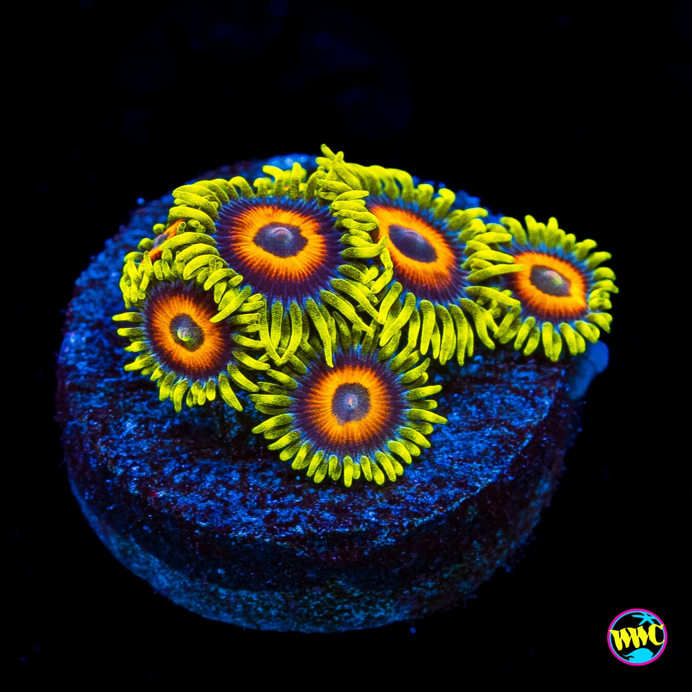 WWC Wildflower Zoanthids