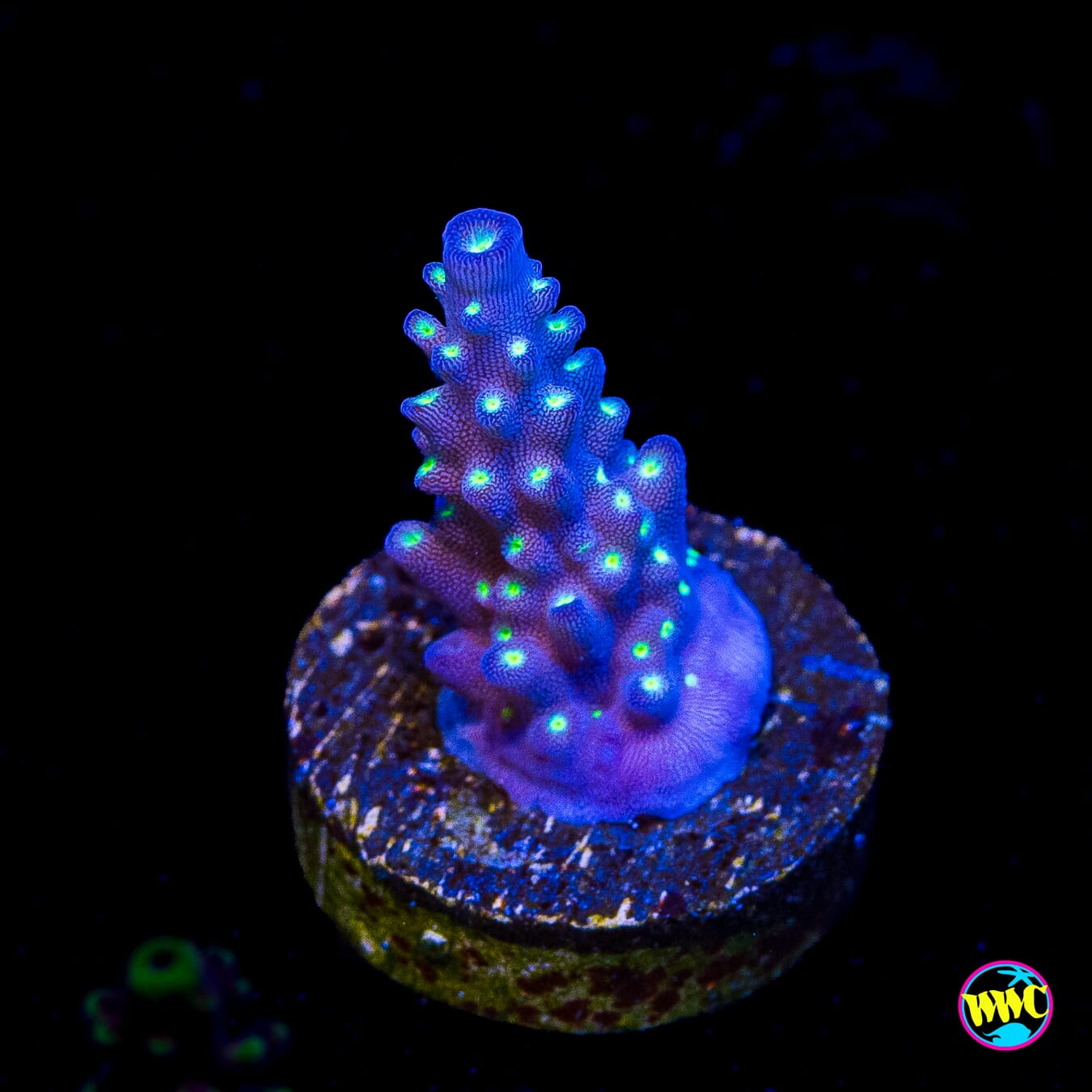 WWC Blueberry Fields Acropora