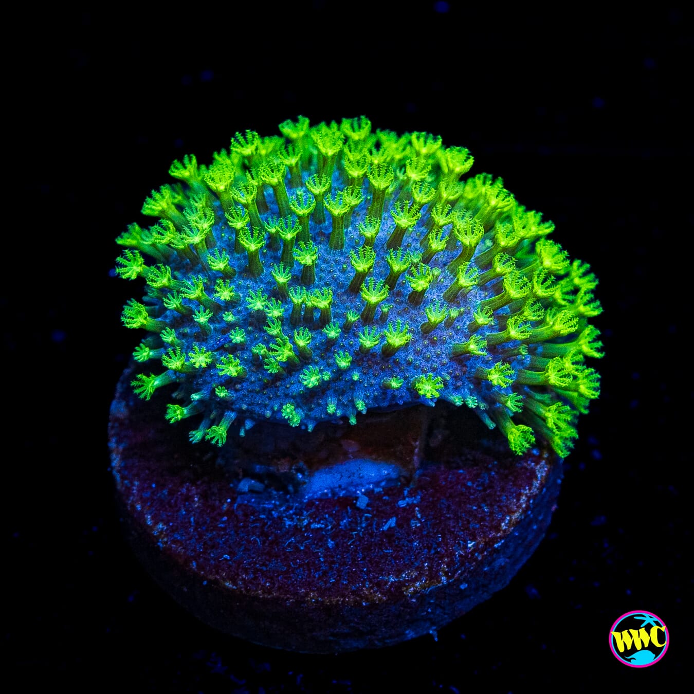 WWC Neon Polyp Toadstool Leather