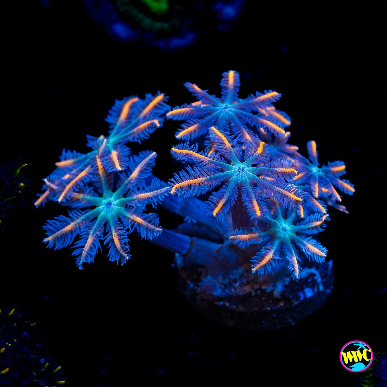 WWC Florida Squeeze Clove Polyps