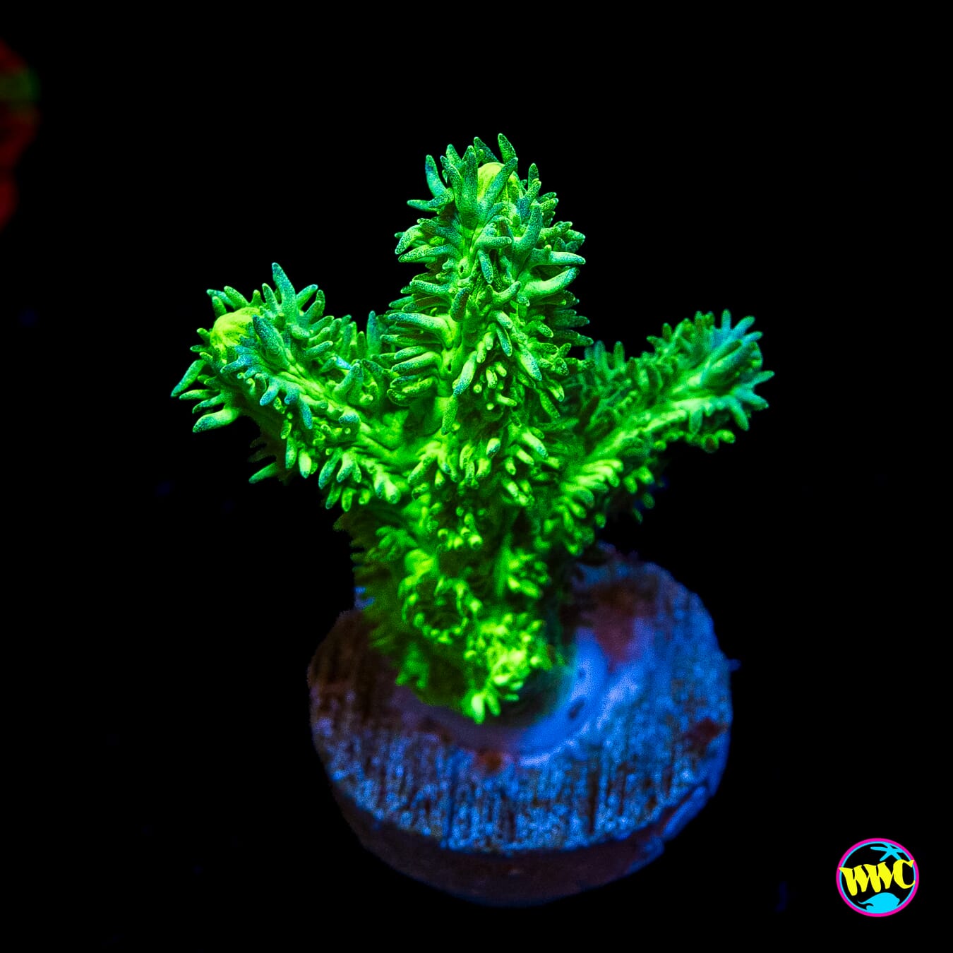 Jason Fox Glowstick Branching Hydnophora